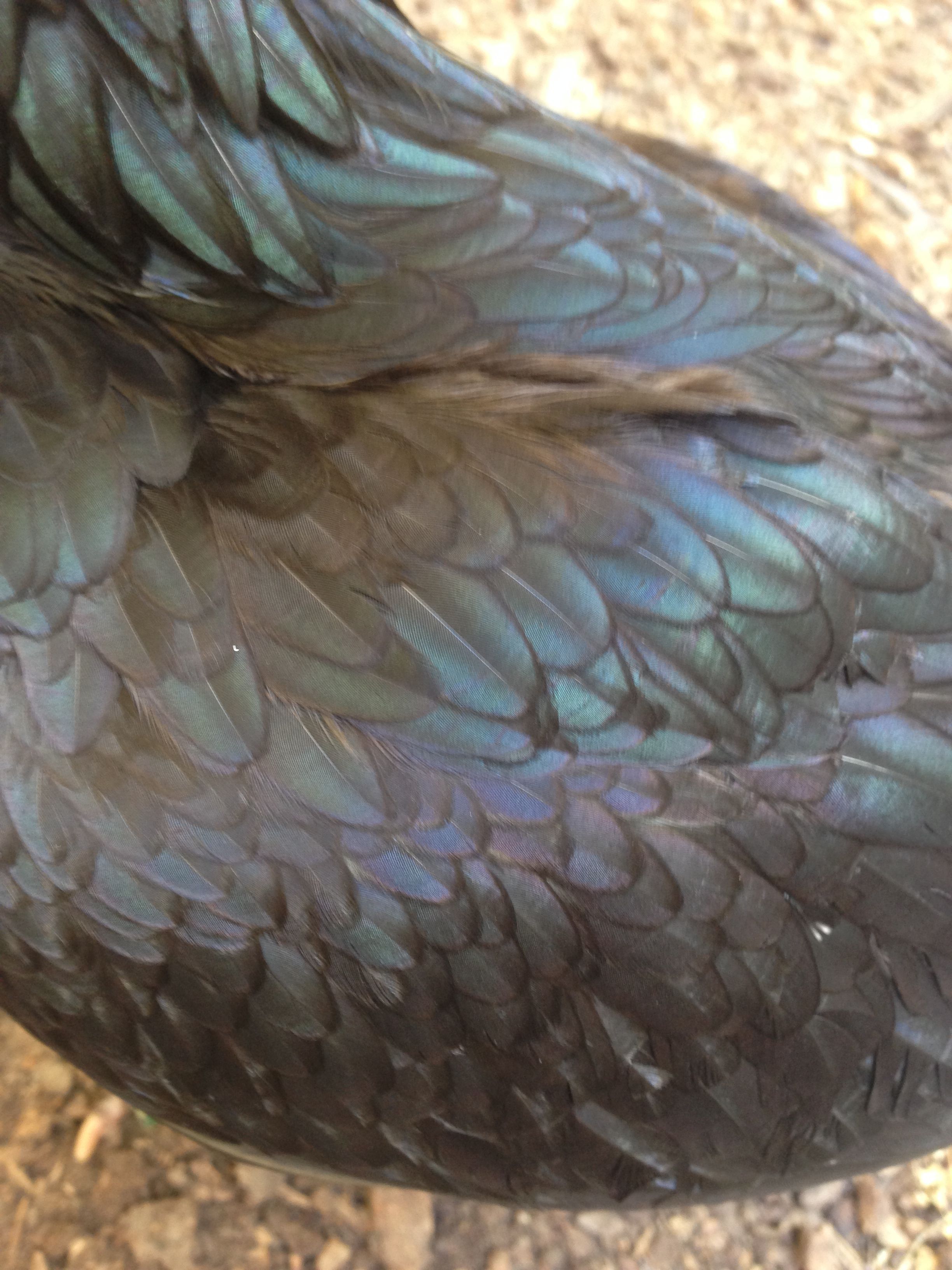 Close up of Annie's pretty feathers