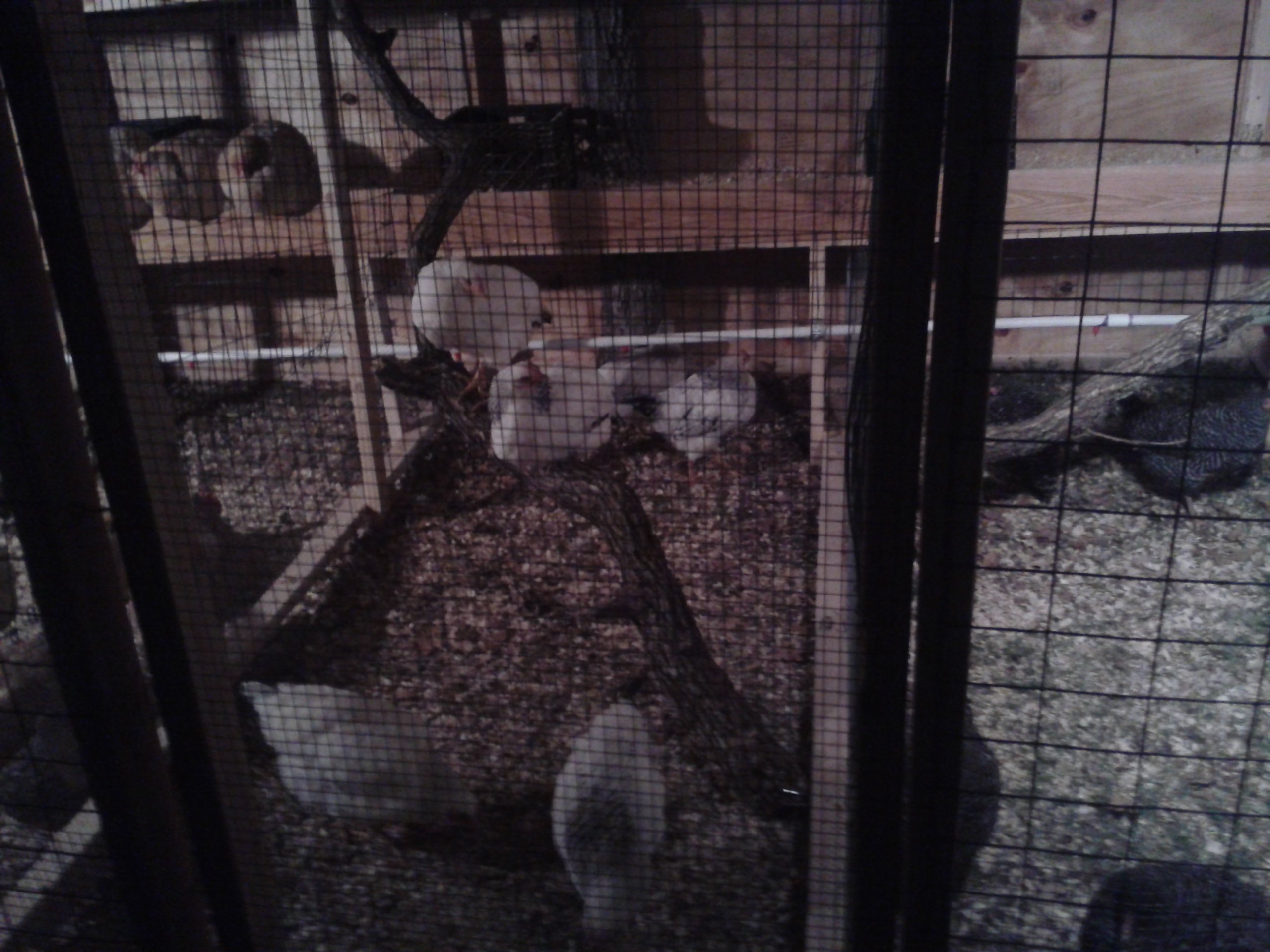 close up of breeder pens with Delawares