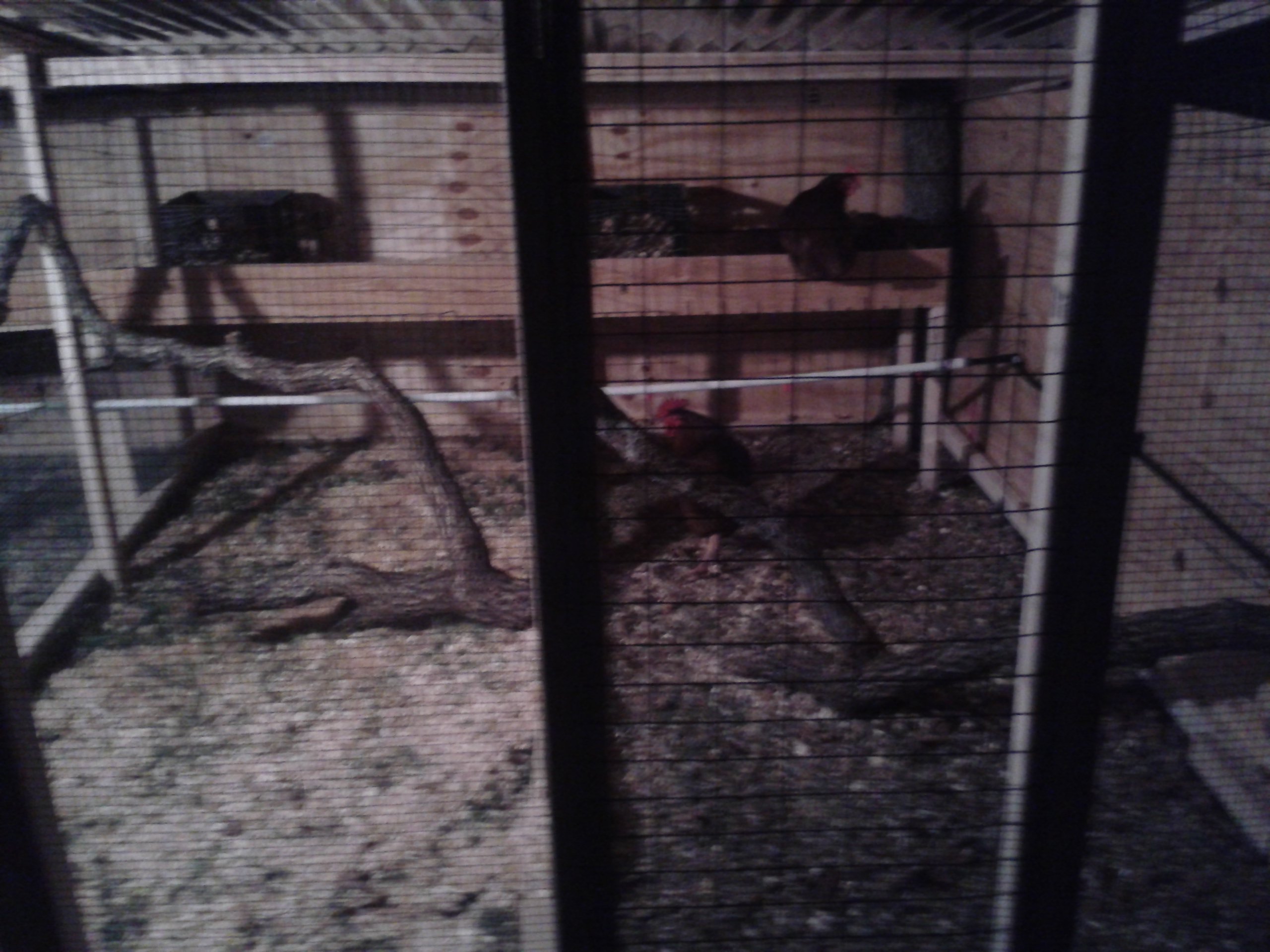close up of breeder pens with rhode island red on the right
