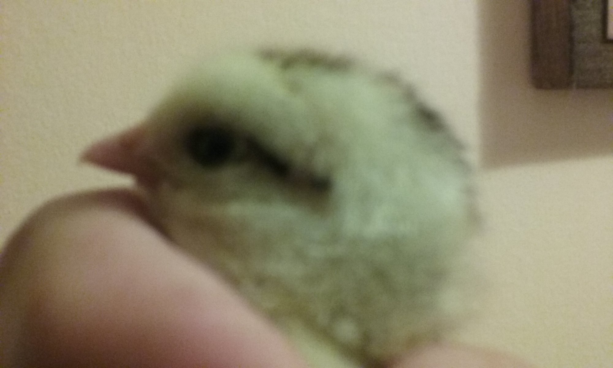 Close up of Cleo