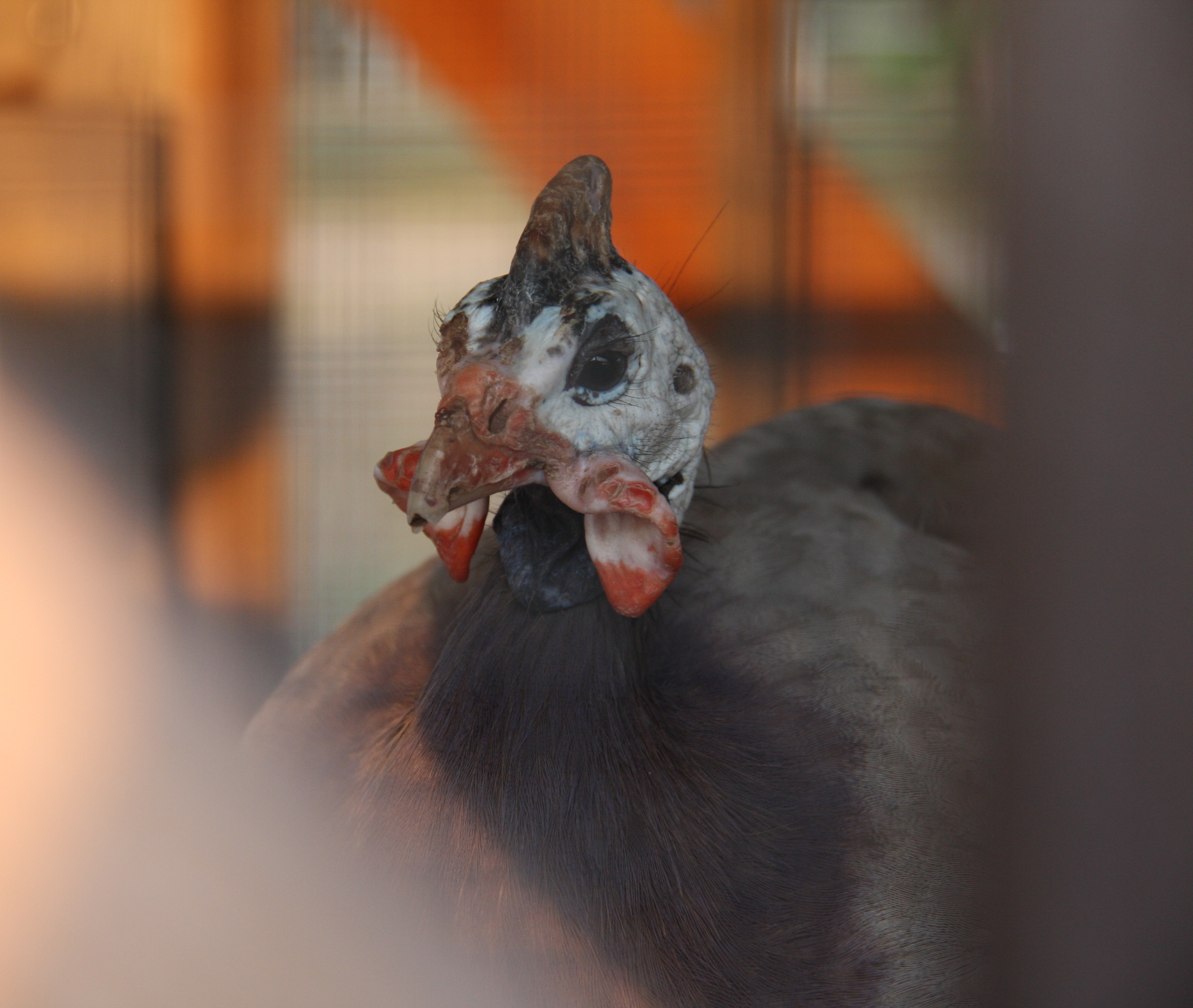 Close up of cobalt guinea