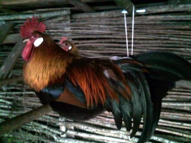 Close up of gaulois doré roosting in our chicken house.