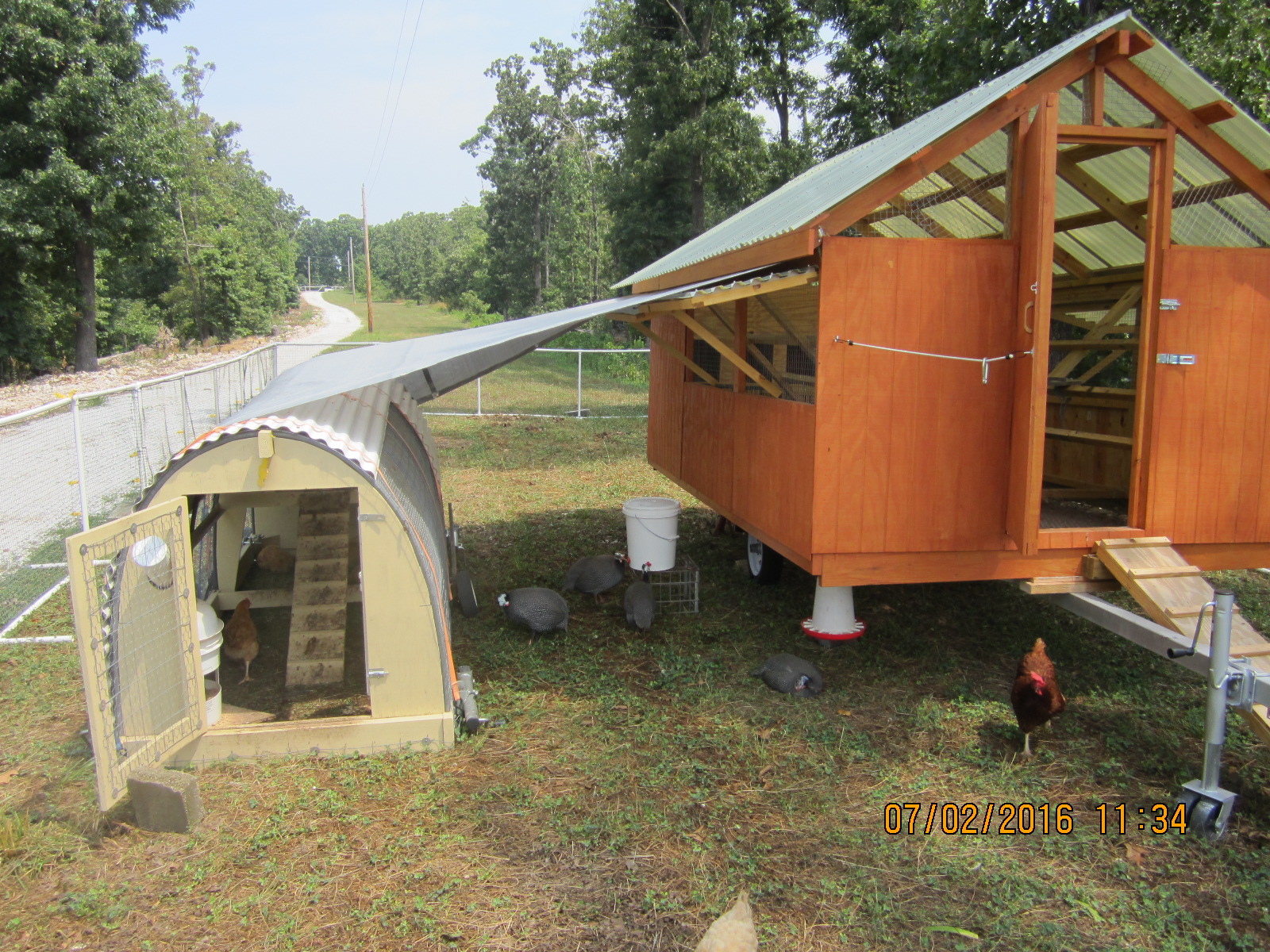 Close up of girls and guinea's, feeder, and waterer. The guineas used the old smaller tractor and the chickens used the new larger one. As time went on the Guinea's decided to join the chickens and the smaller tractor was removed from the run to be utilized for the next flock to transition in the existing flock.