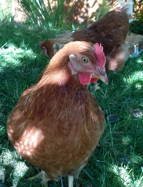 Close up of Miss Alice.