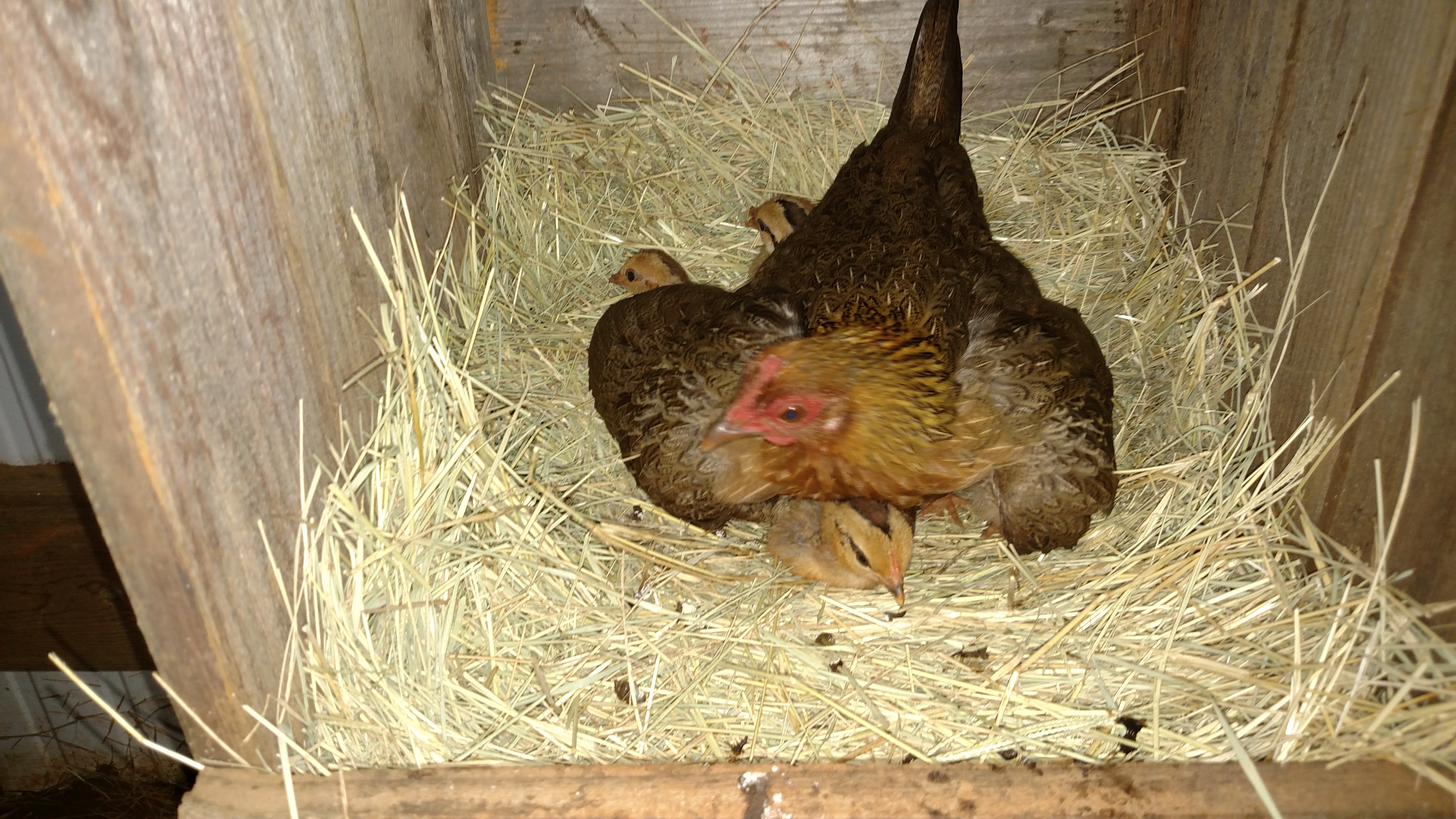 Close up of momma hen with a few of babies peeping out.
