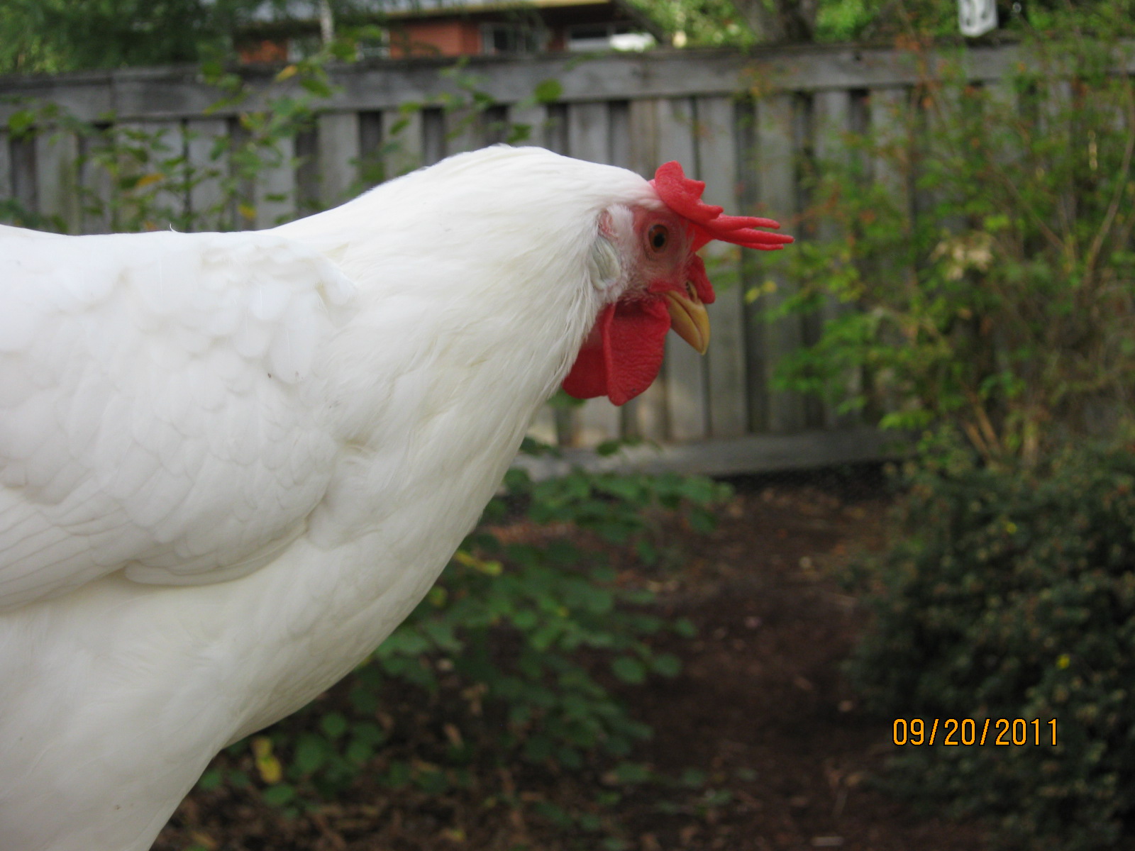Close-Up of Snowy