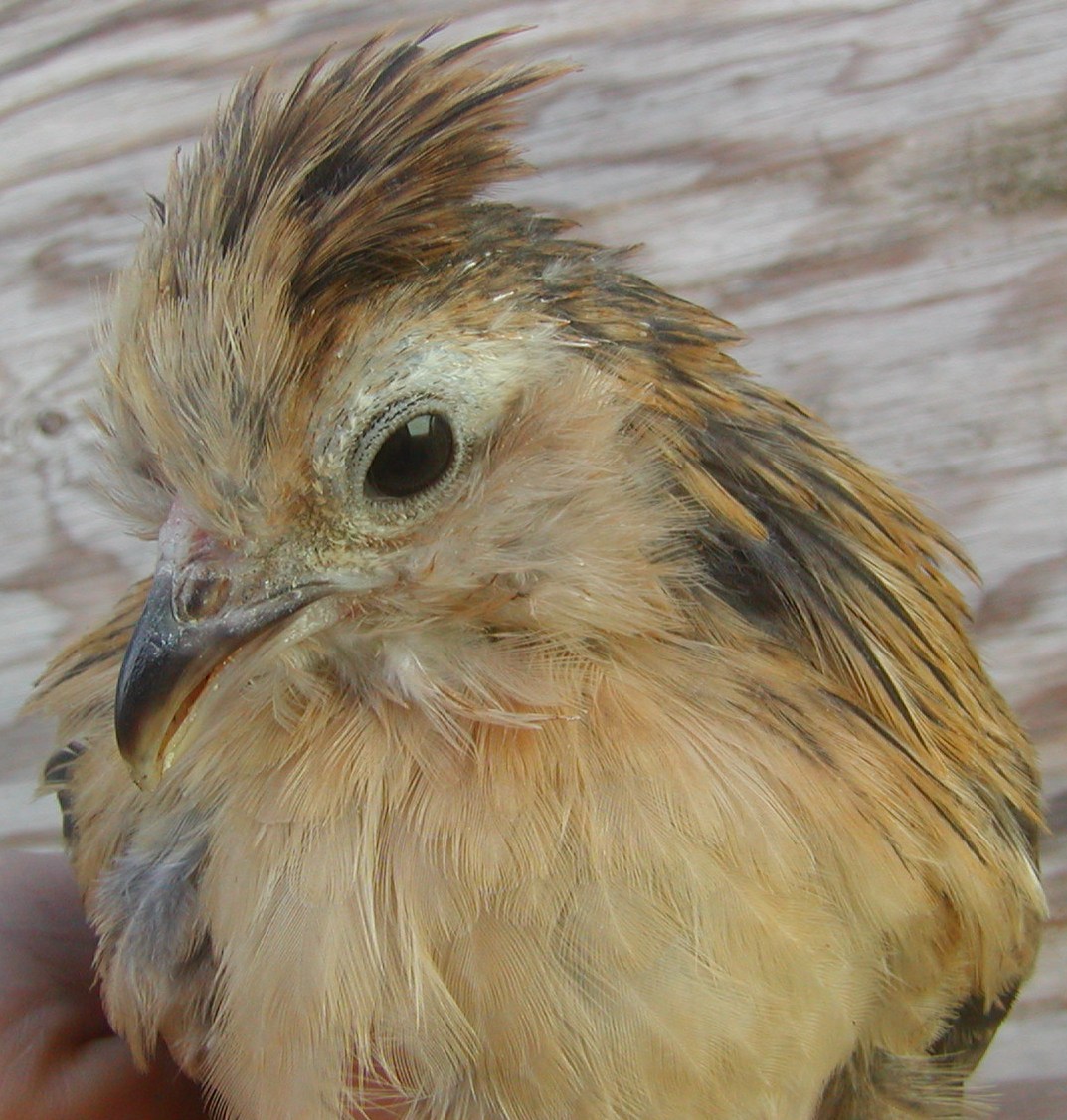Close up of  the 6-7 week old Watermaal pullet.  She's a doll.