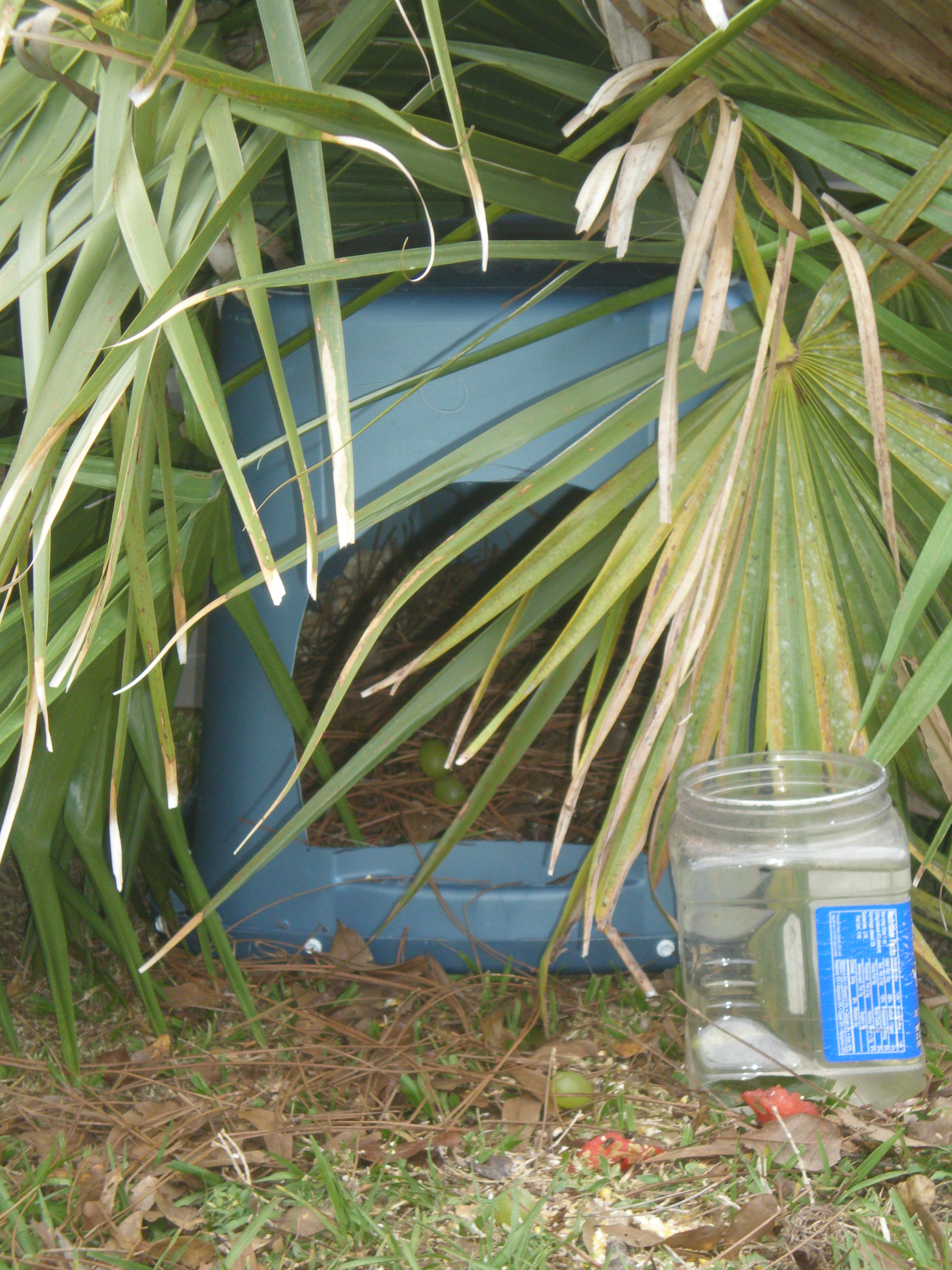 Close up of the Jungle Nest