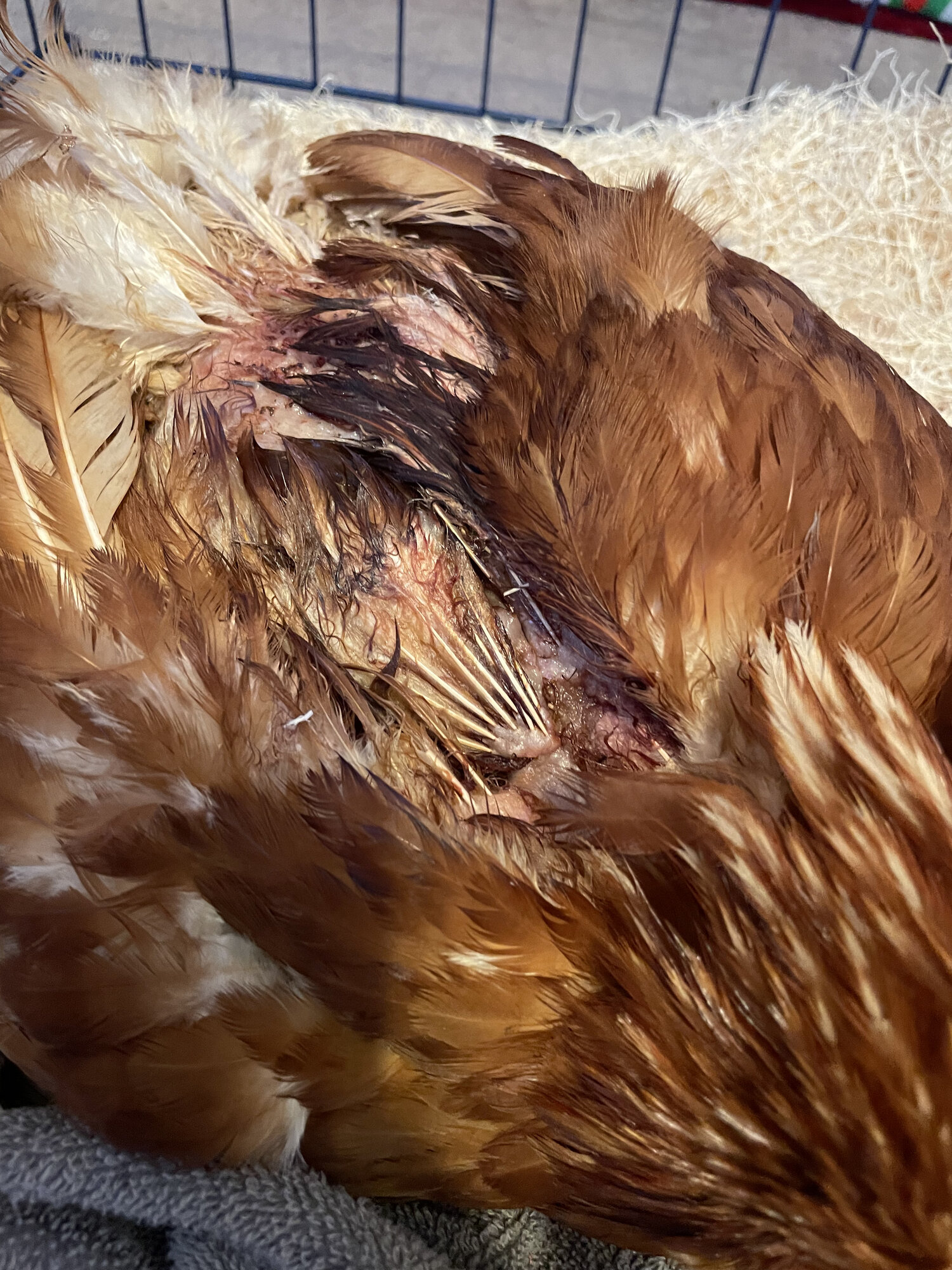 Close up pic of back