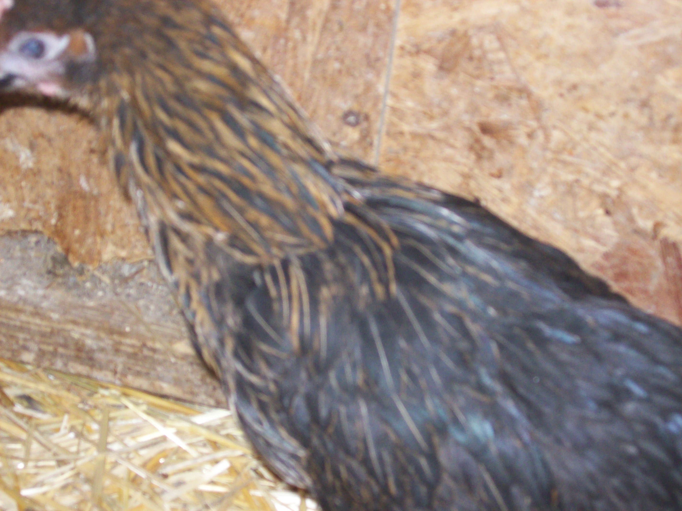 Closer detail on Birchen pullet.