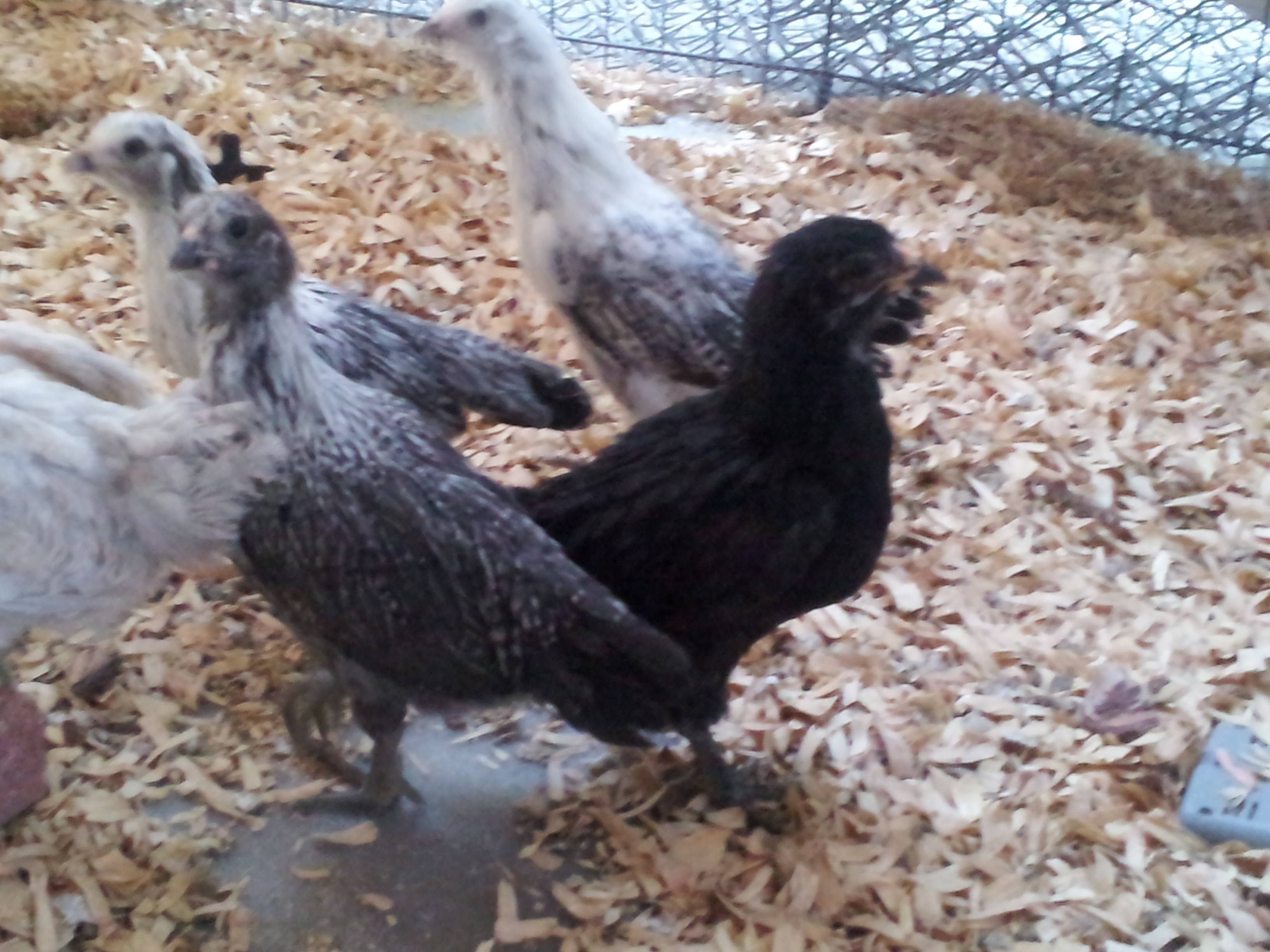 Closer look at them. 5 weeks old.