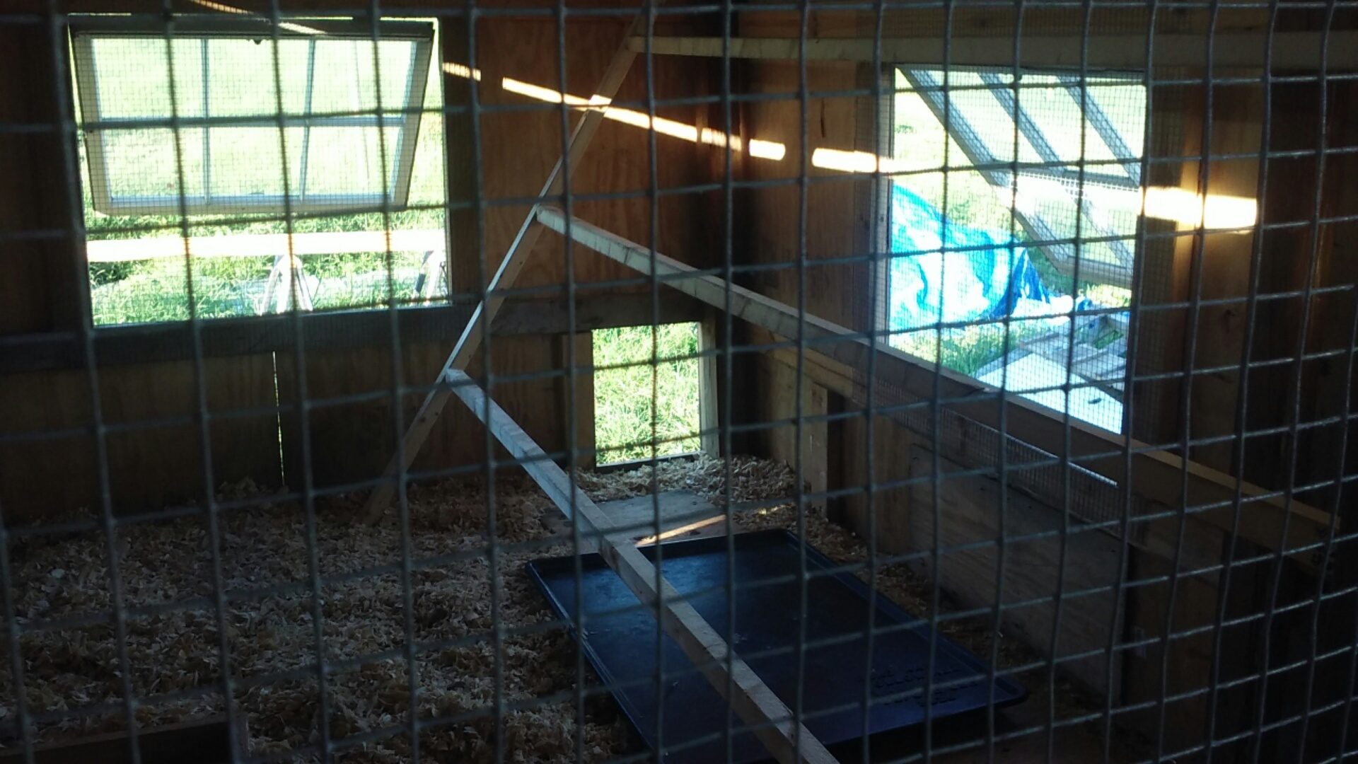 Closer pic of coop interior. Temporary poop boards laid under roost. For the most part they did the job as intended.