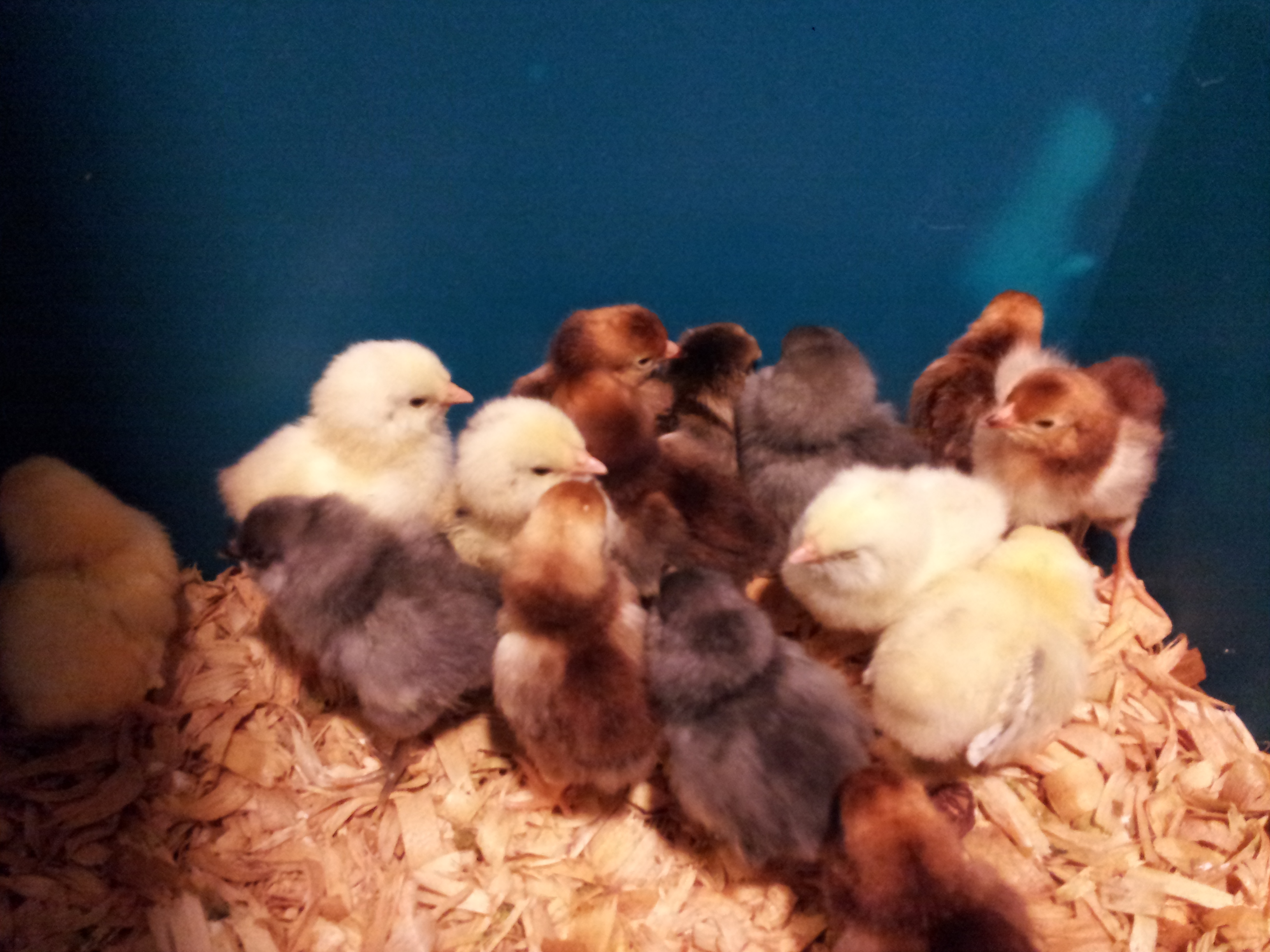 Closer up of new bantams from Cackle Hatchery. 8 EEes colored as 3 blue-gray ones, 5 yellow (1 with stripes), and 1 medium brown (not striped), 7 RIR