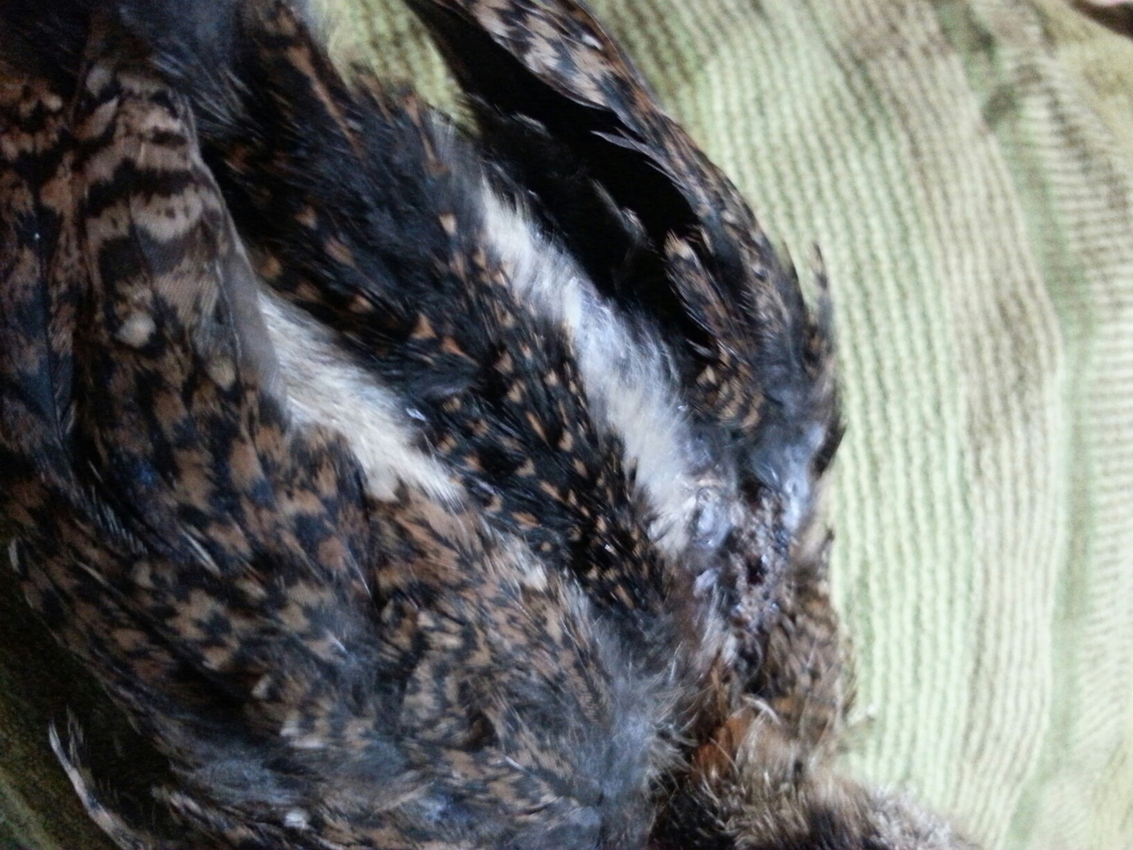 Closeup of Alvin's back, showing his racing stripes and different feather types in each. His father is Mal, the Orloff; his mother is Inky the silkie.