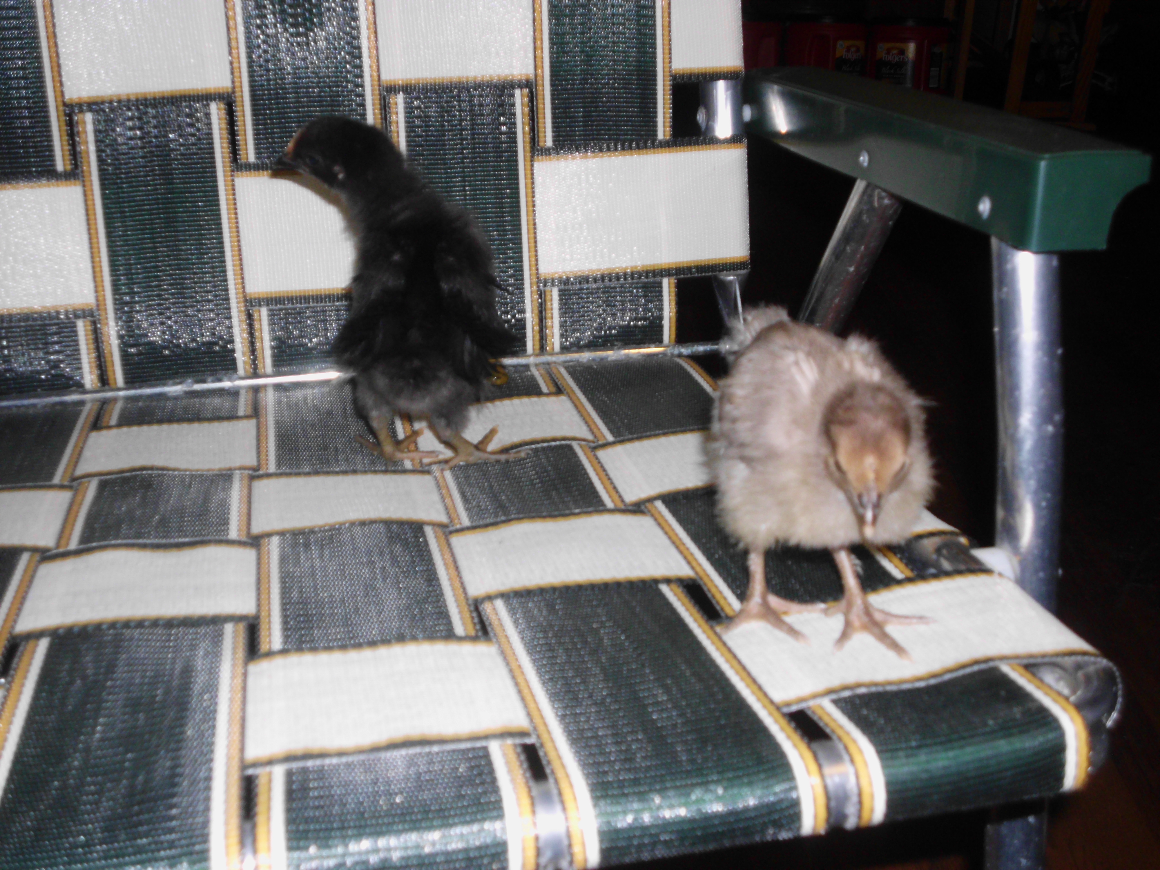 closeup of chicks in lawn chair