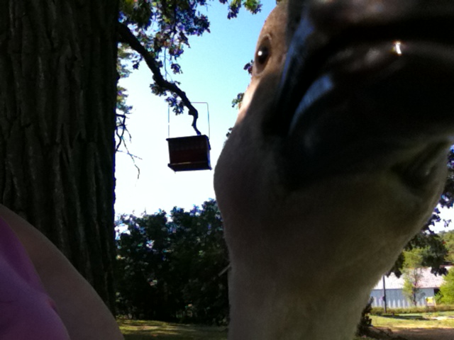 Closeup of Sissy as she pecks at my camera.