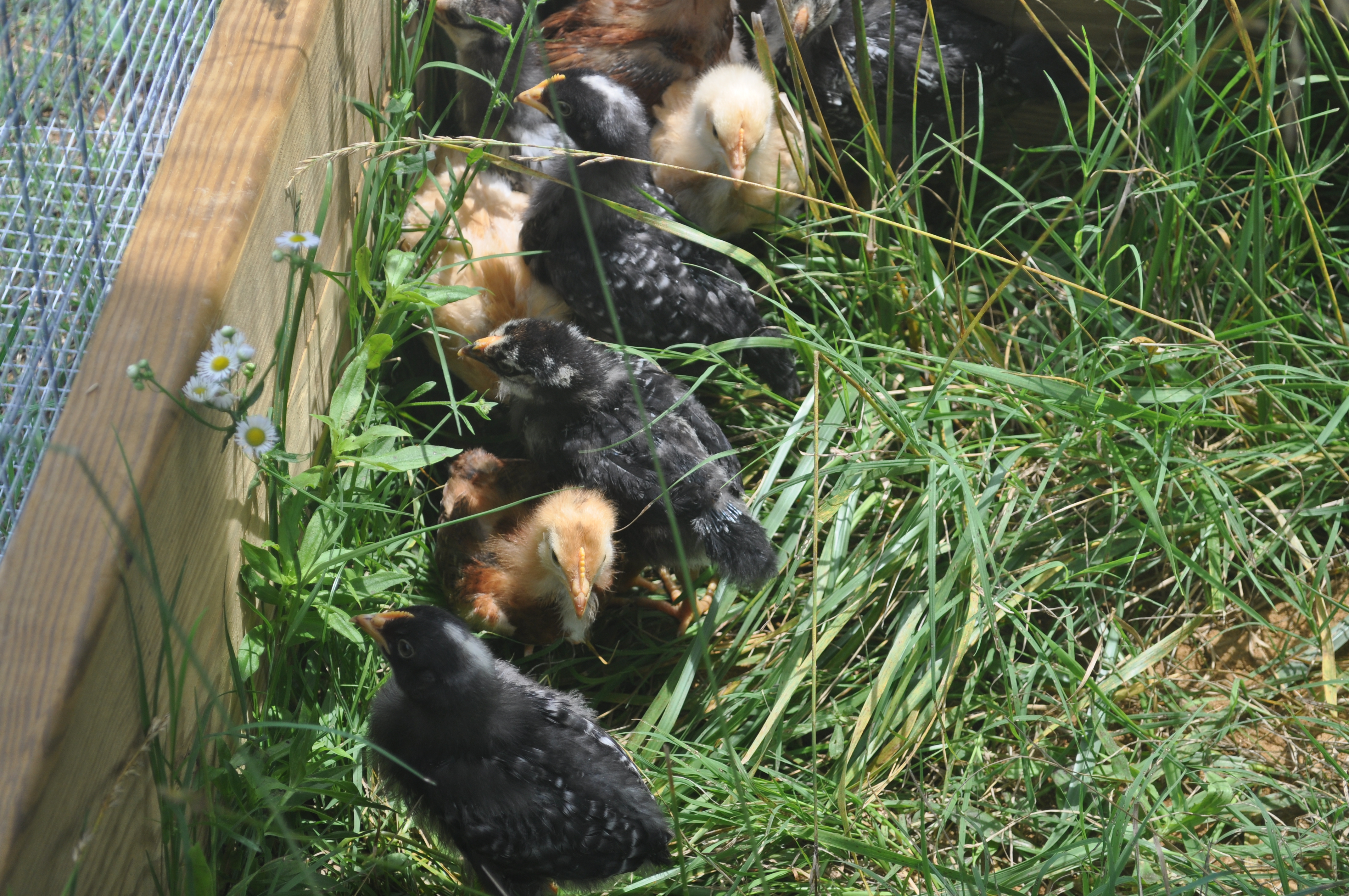 Closeup of the chicks at a little over 3 weeks of age.
