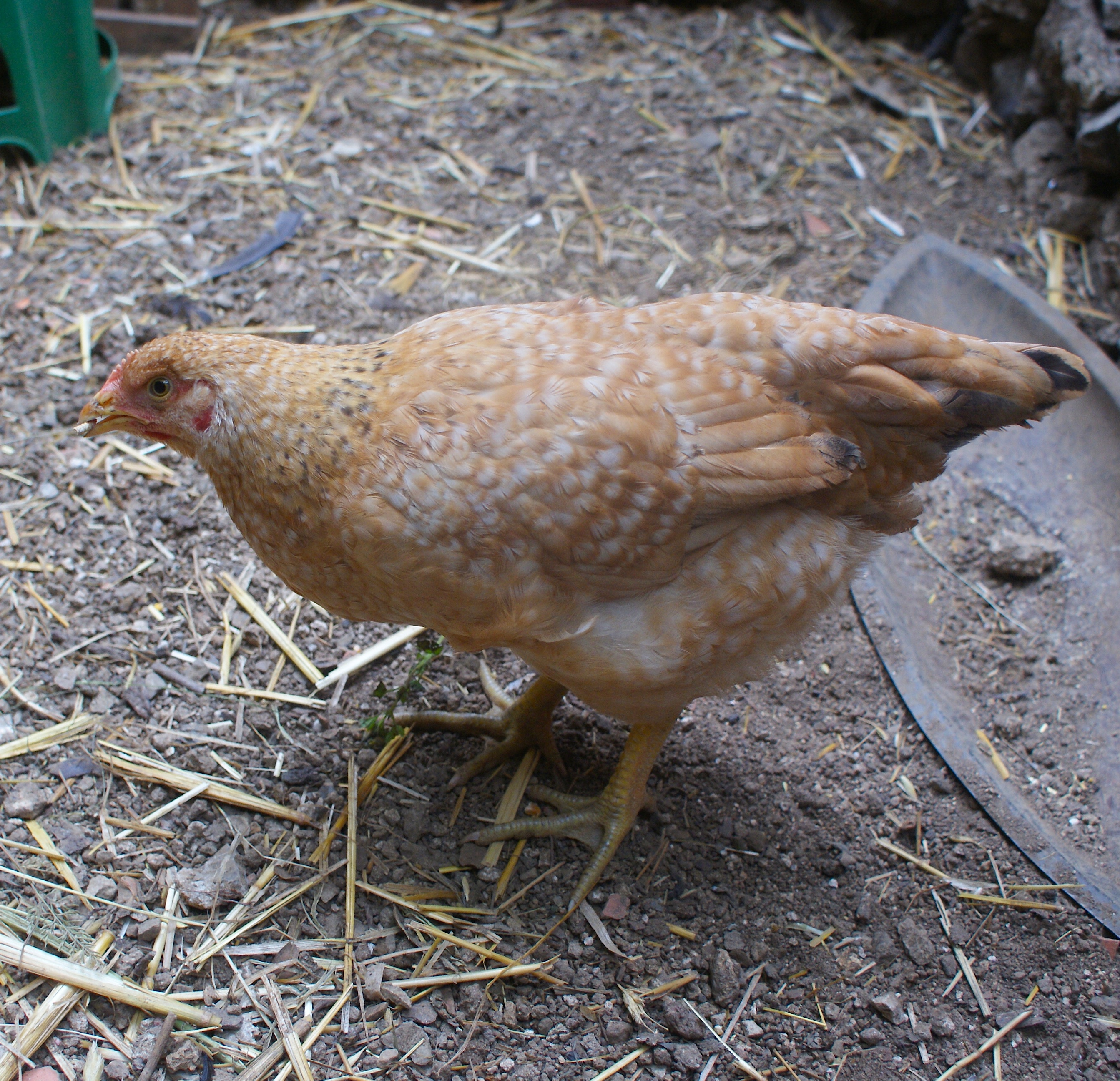 Clotilde, my little eating-machine. She used to be the same size as the others but is growing with twice the speed.