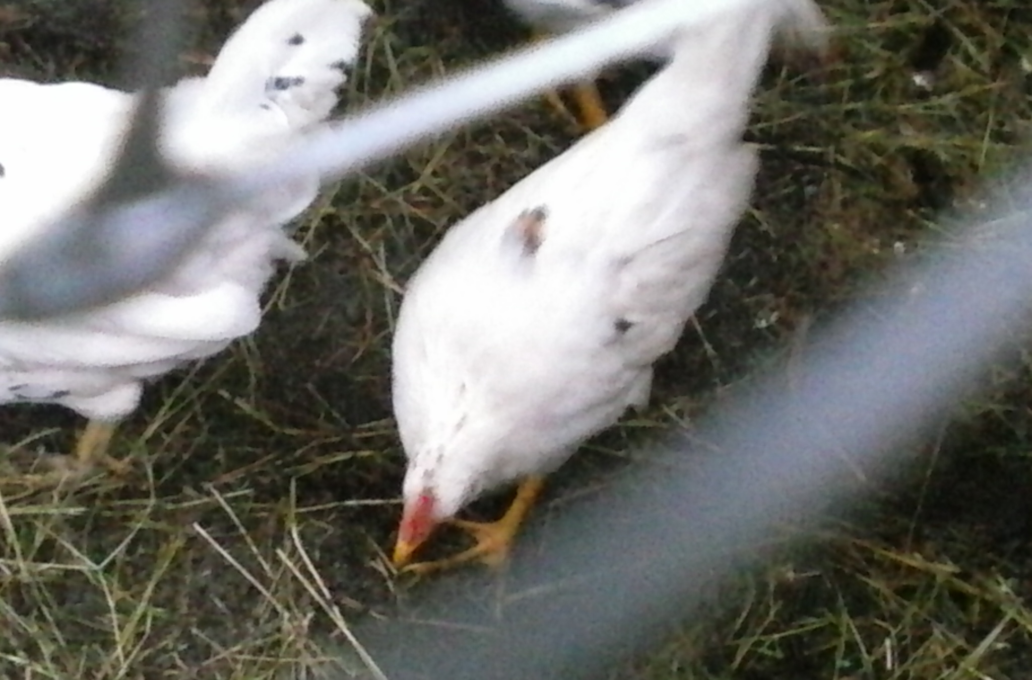 Cloud searching for worms