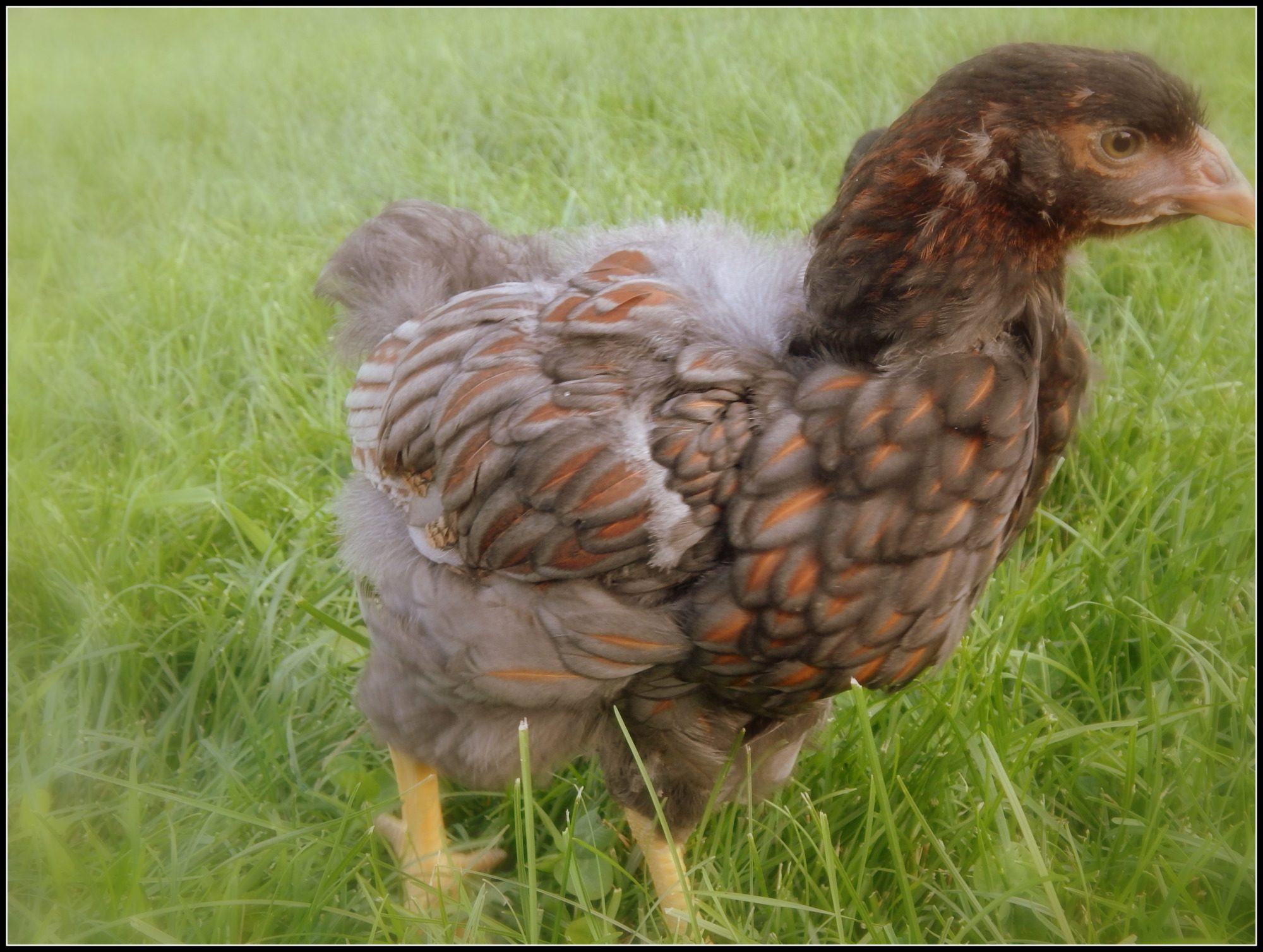 Clover-7 week old Blue Laced Red Wyandotte