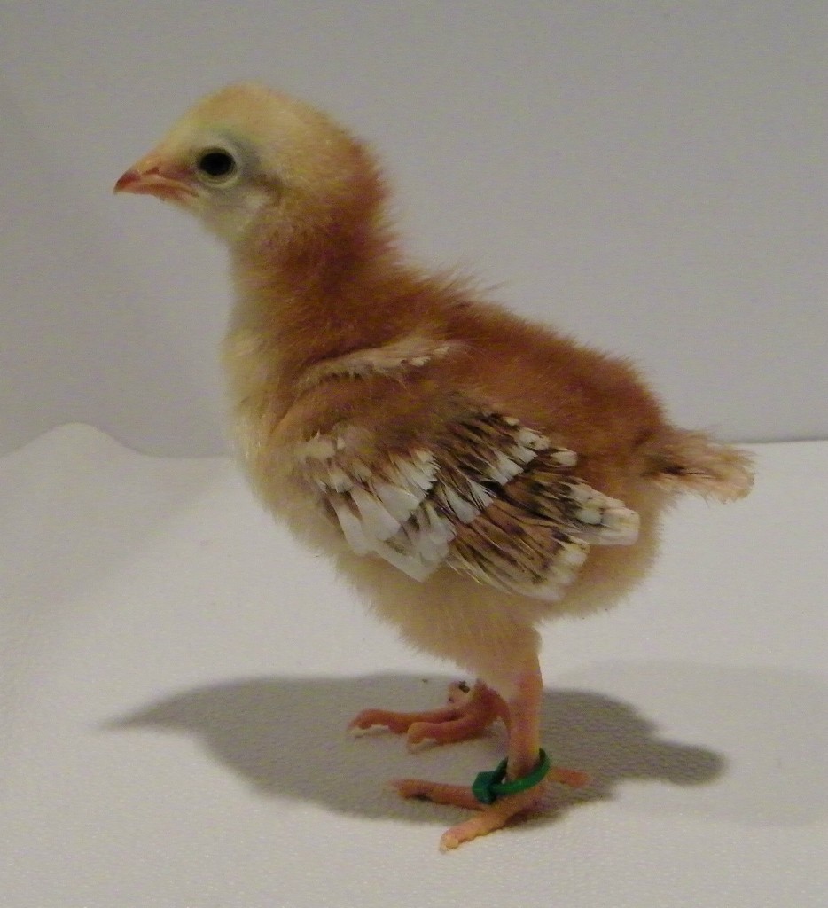 "Clover" Buckeye @ 1 week