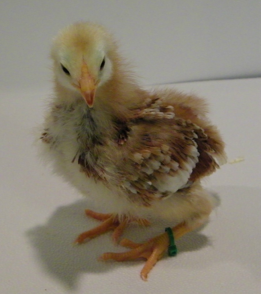 "Clover" Buckeye @ 2 weeks