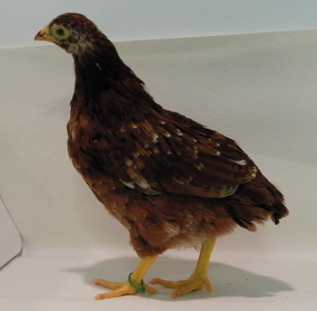 Clover Buckeye @ 6 wks