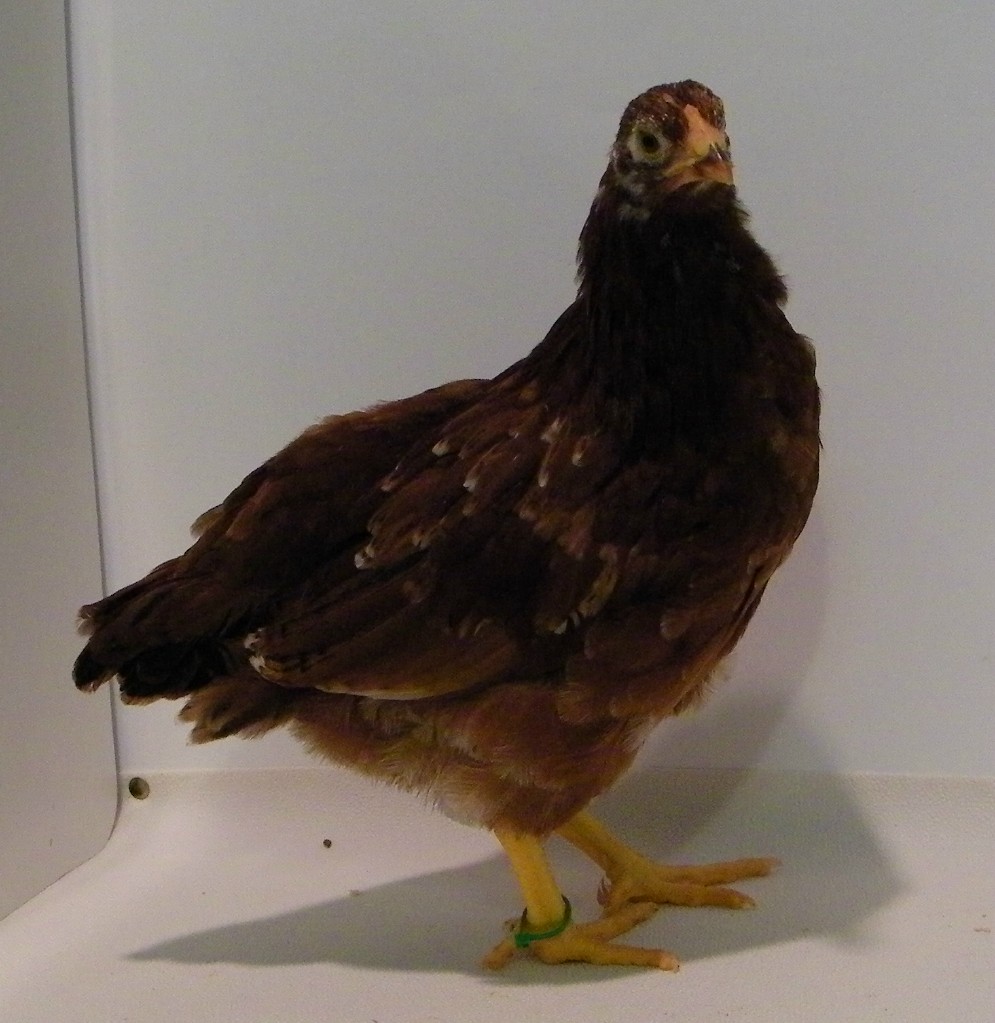 "Clover" Buckeye @ 7 wks