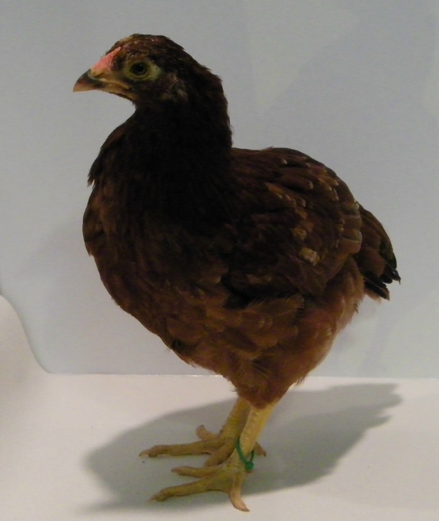 "Clover" Buckeye @ 8 wks