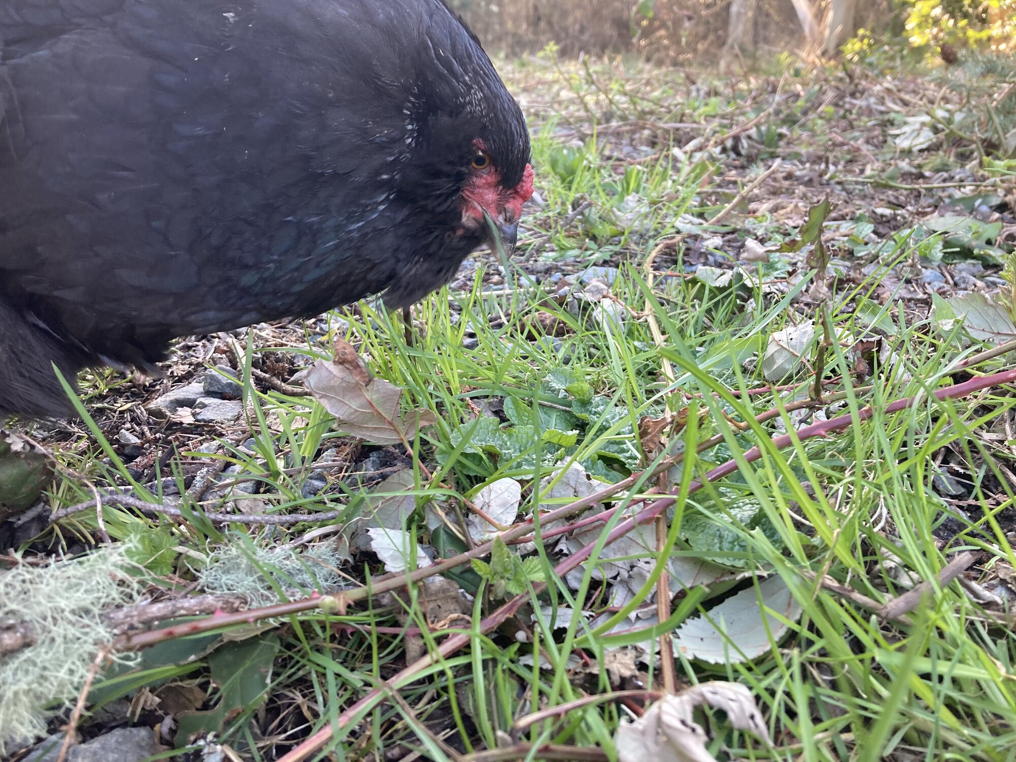 Clover eating grass