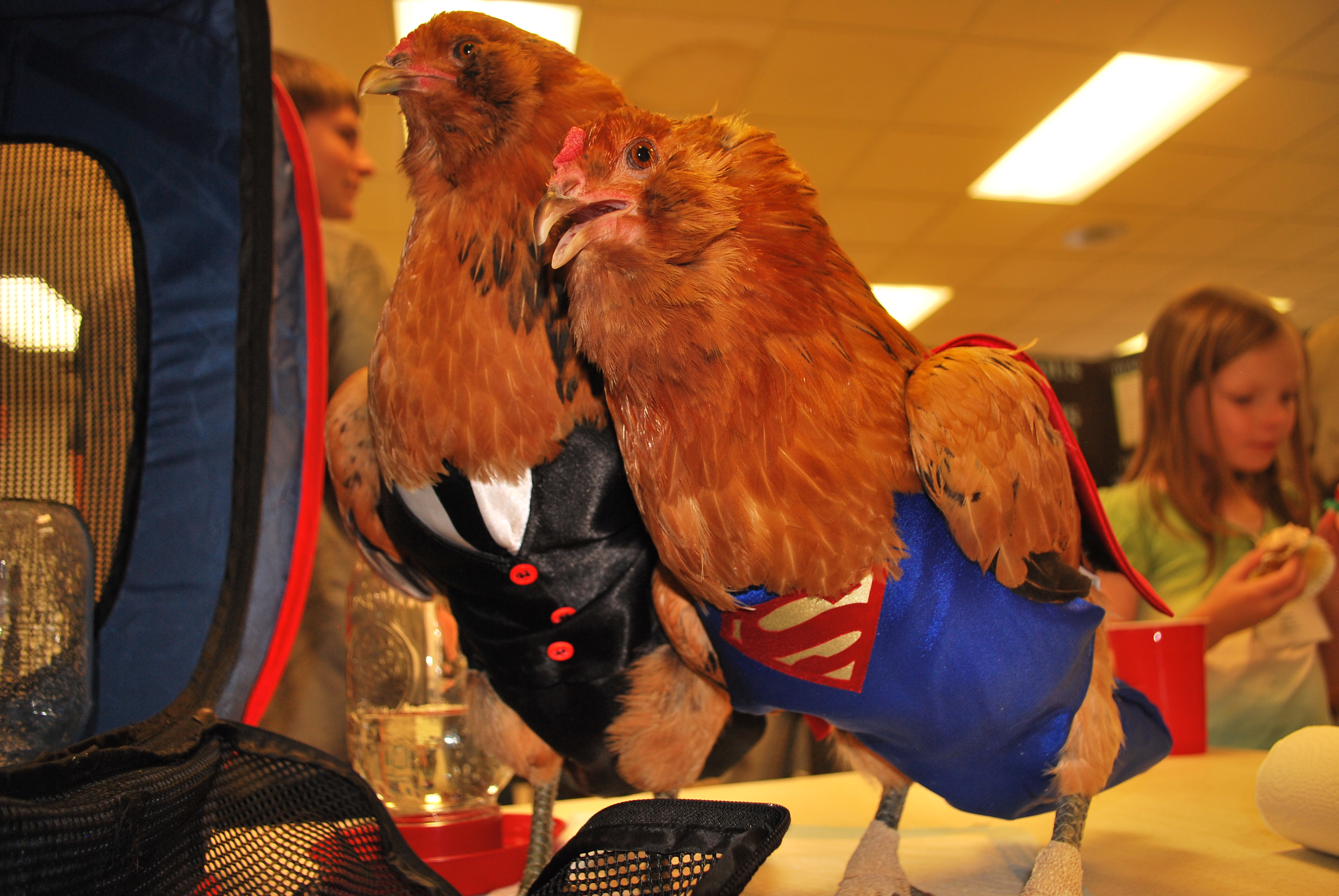 Cluck Kent and Super Chicken