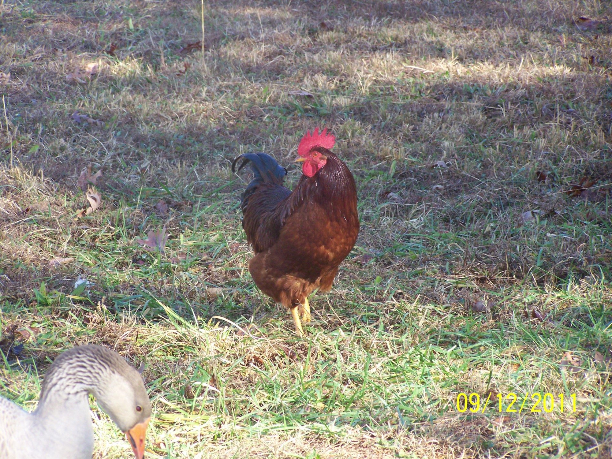 Cluck Norris the fearless roster. 
A very beautiful Rhode Island Red roster that was given to me and has been taken care of my 10 chickens flock. (the 10 Marias, girls band)
5 red stars and 5 white leghorn that i got from Southern States.
The photo Bomber is Griselda one of the girls geese.
