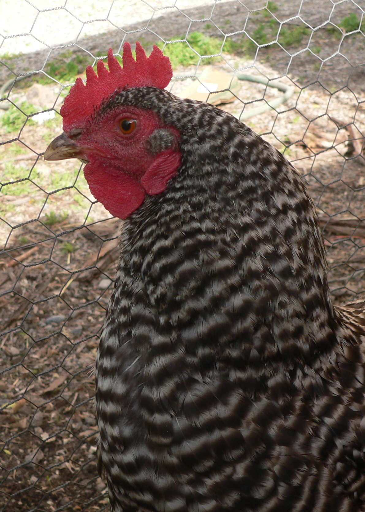 Clucky