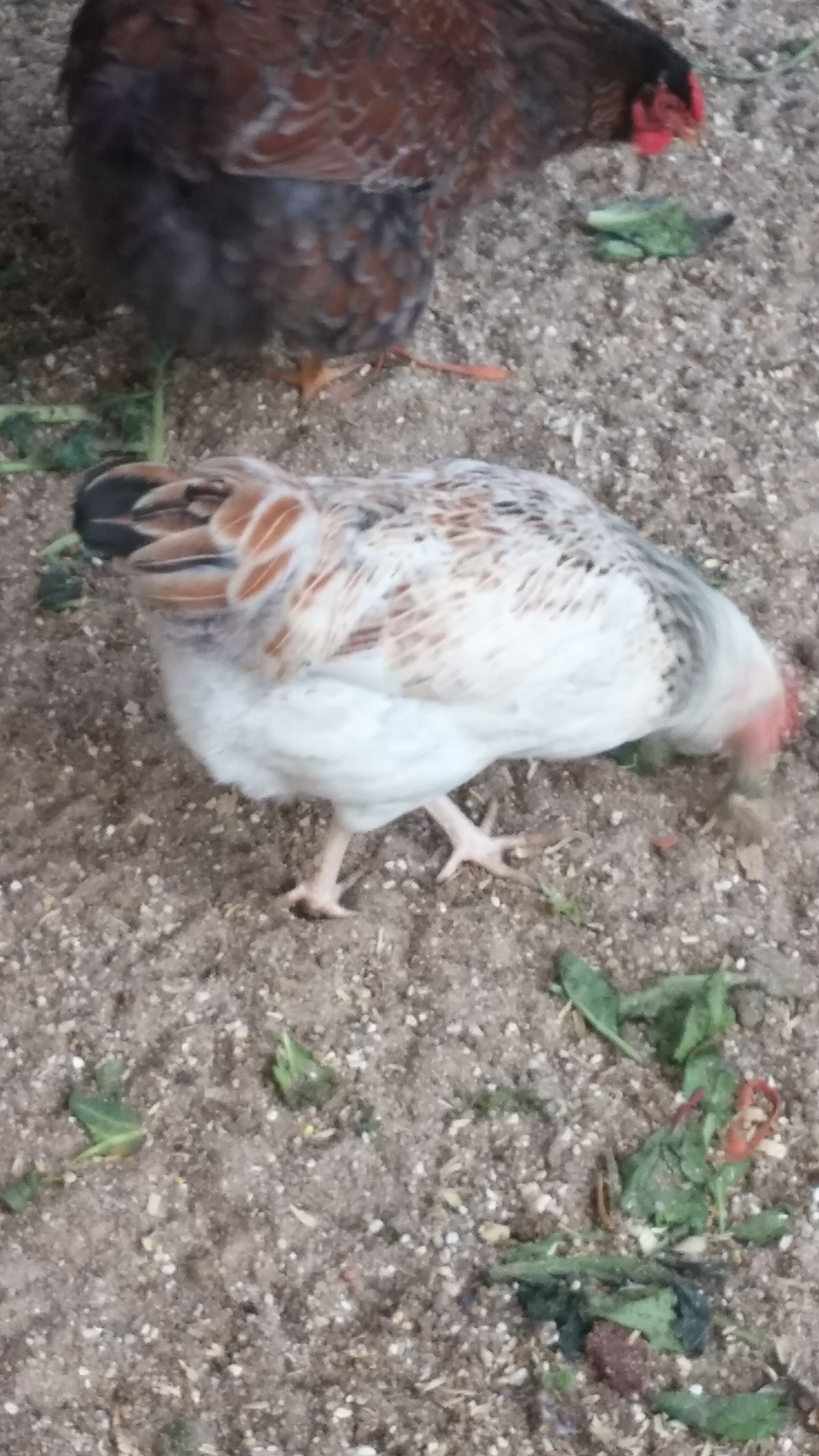 Clueless & Blue Lace