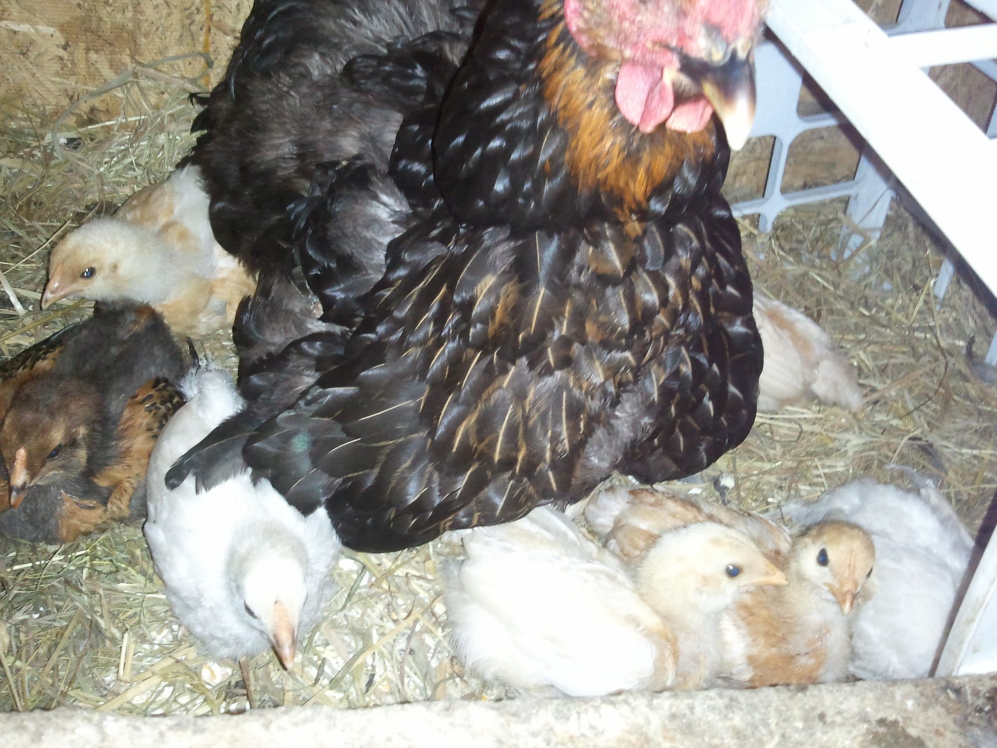 clutch of 20, 11 hatched, 9 survivors
Roo-EE
Hens-RIR, EE, BR