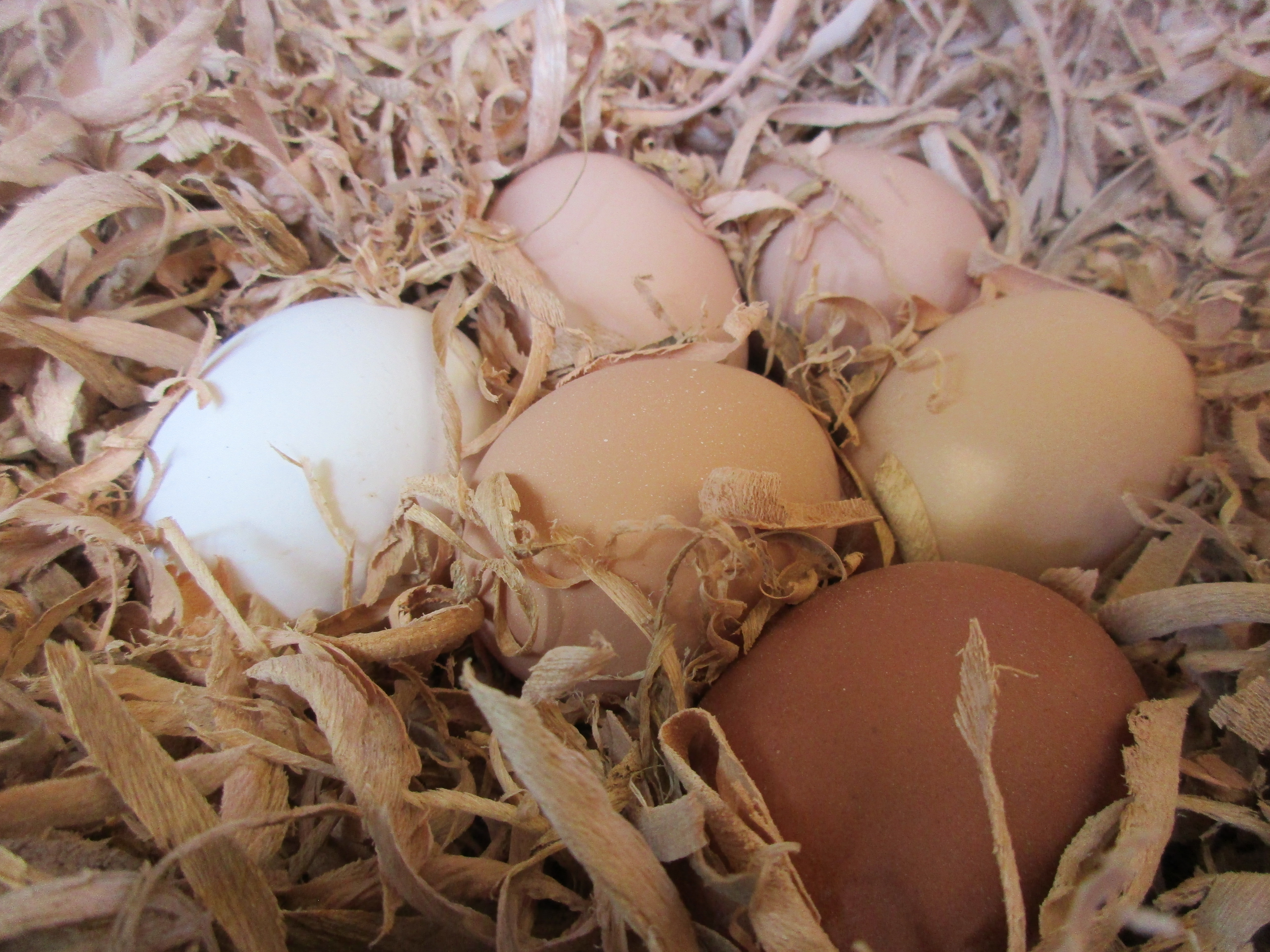Clutch of eggs, darkest egg is a Welsummer.