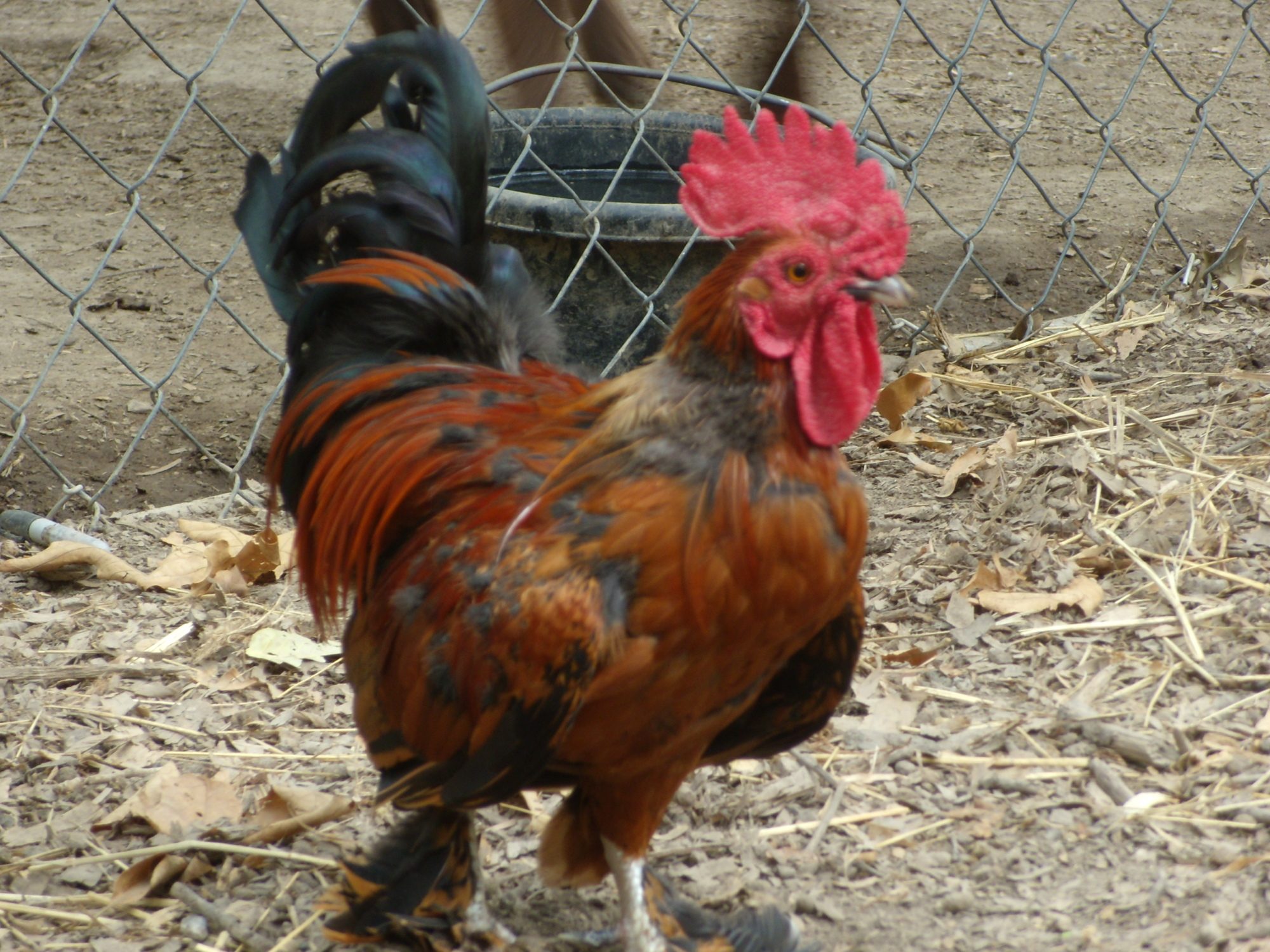 Clyde, and his feathers are finaly starting to fill back in.