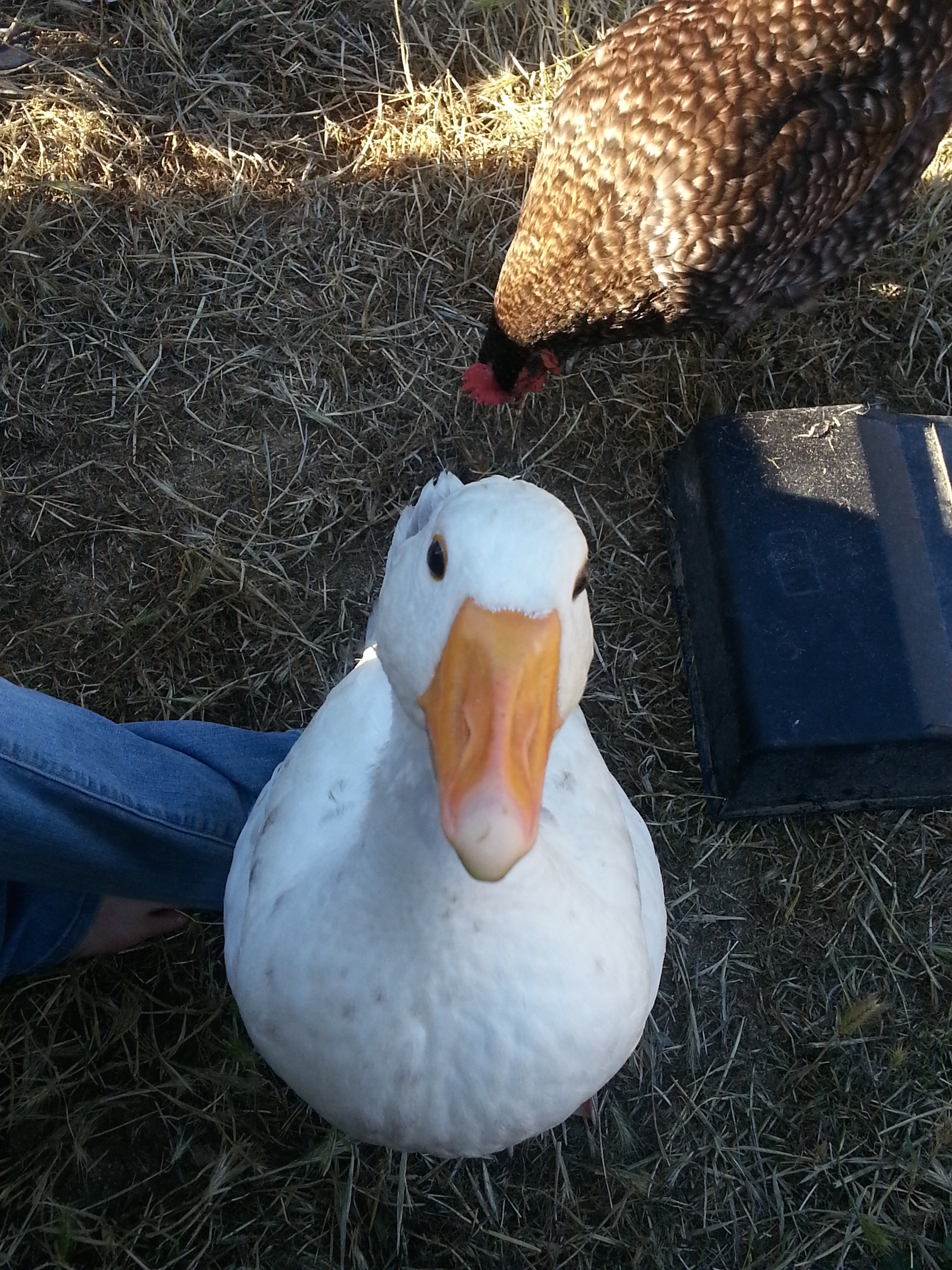 Clyde being curious.