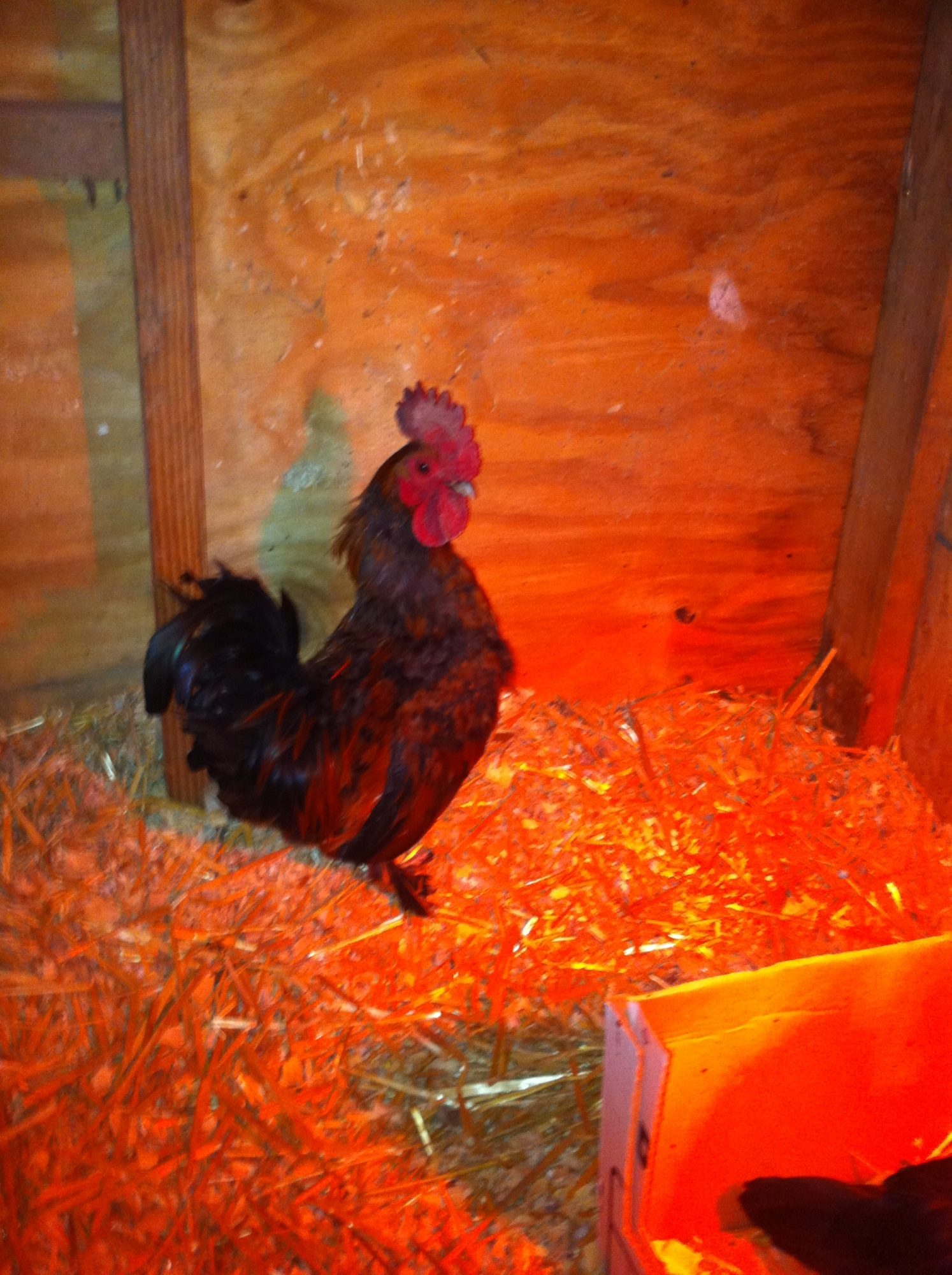 Clyde checking in on princess.