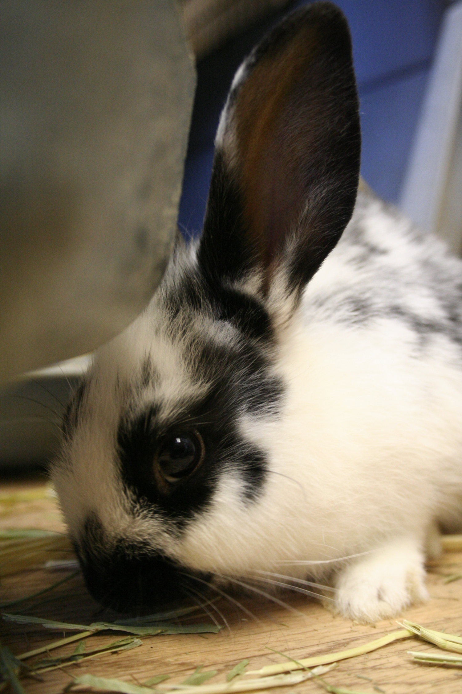 Clyde