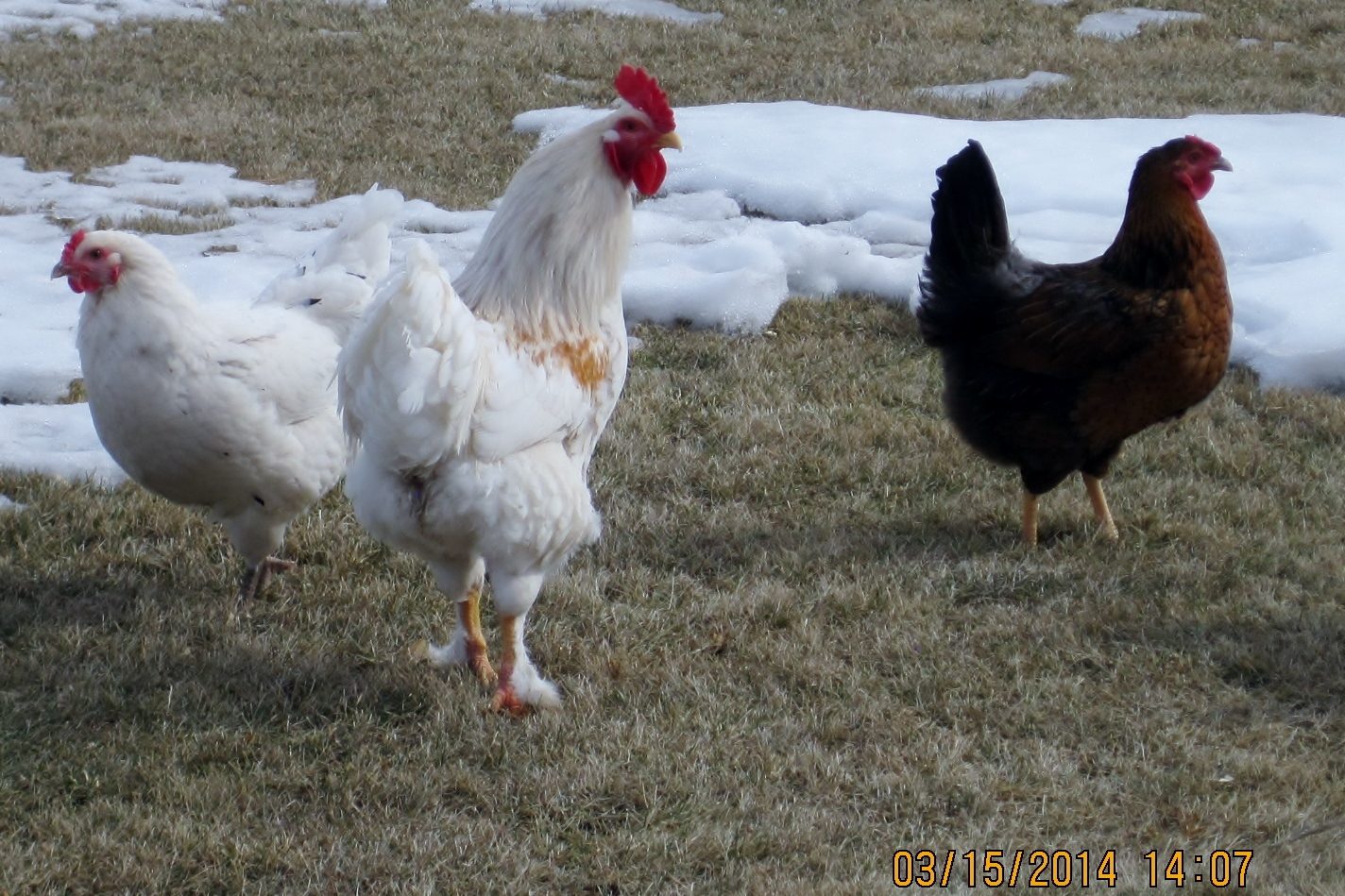 Coach thinks he is the next Kellogg's Rooster.  Coach and the ladies