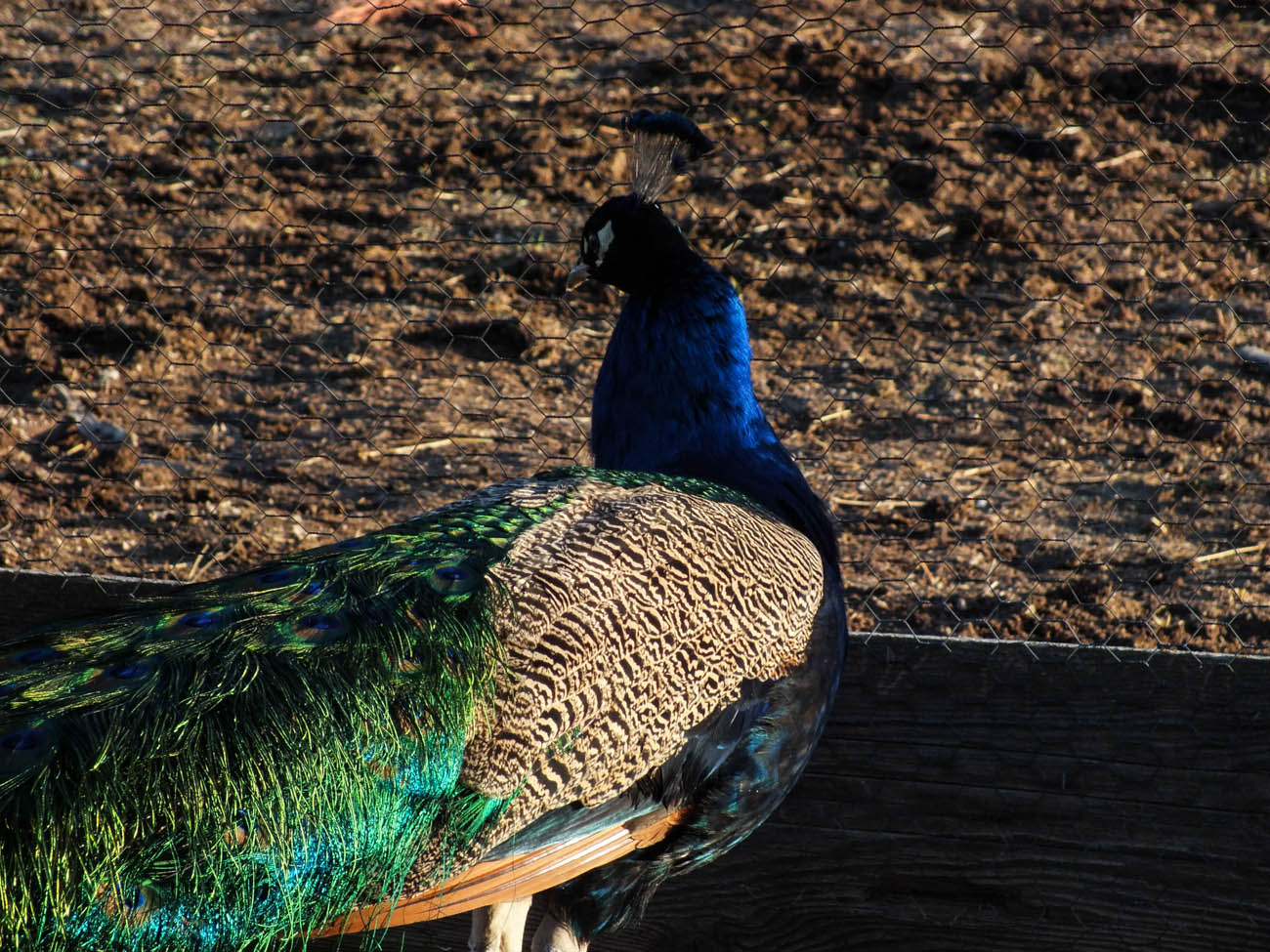 Cobolt - IB Peacock