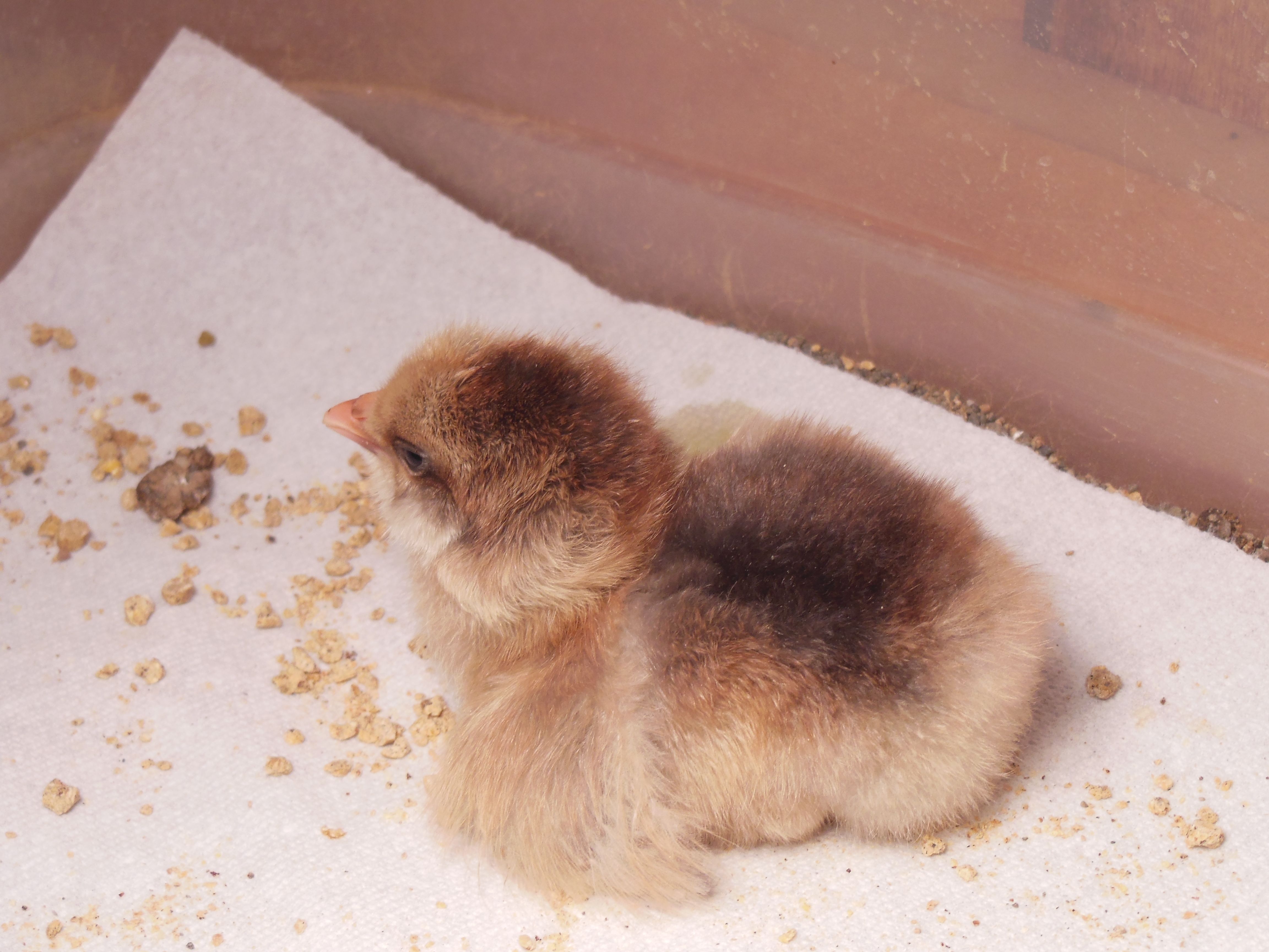 Cobra, 2 day old EE