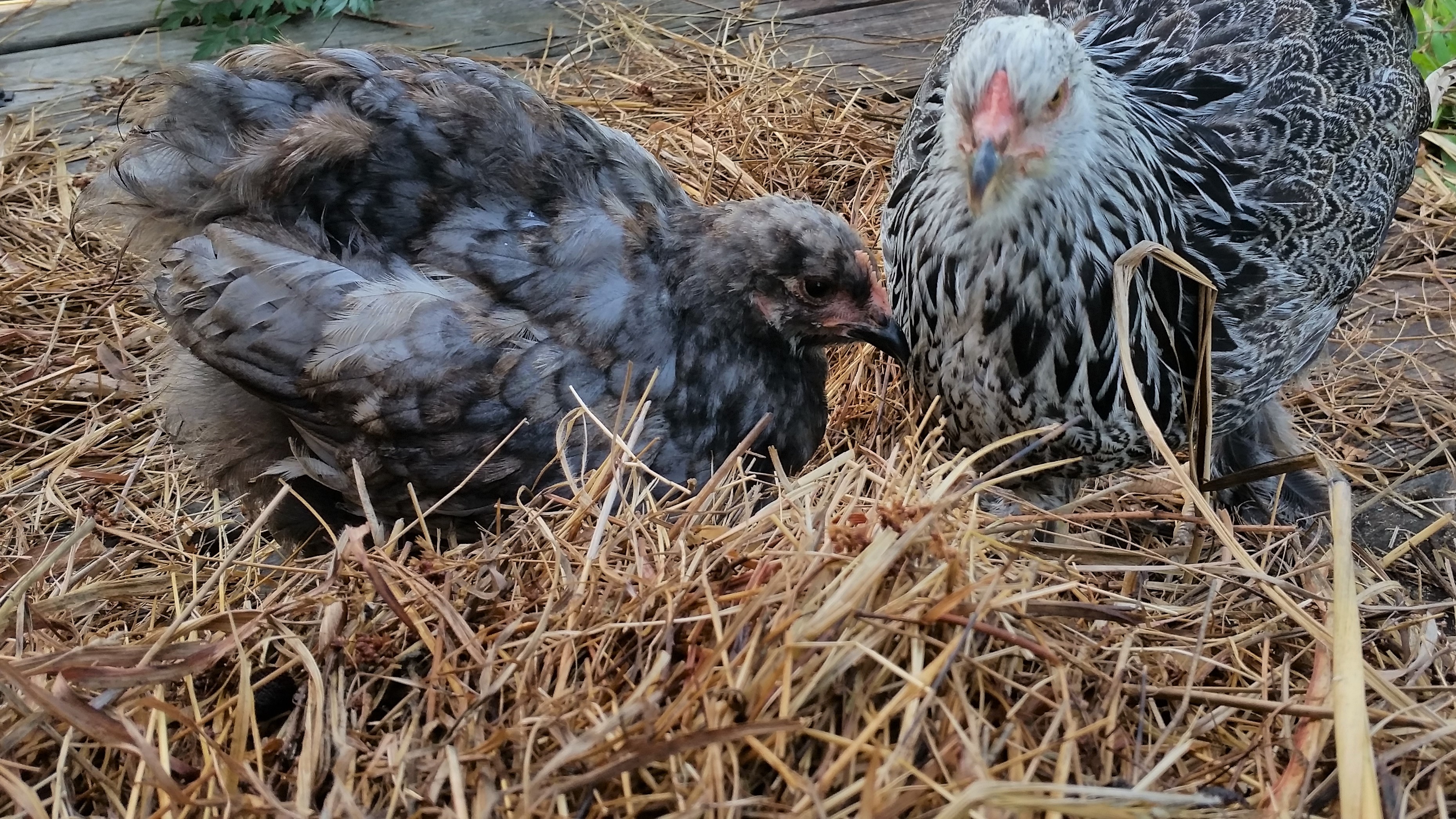 Cochin (14 weeks) and Dark Brahma (18 weeks)