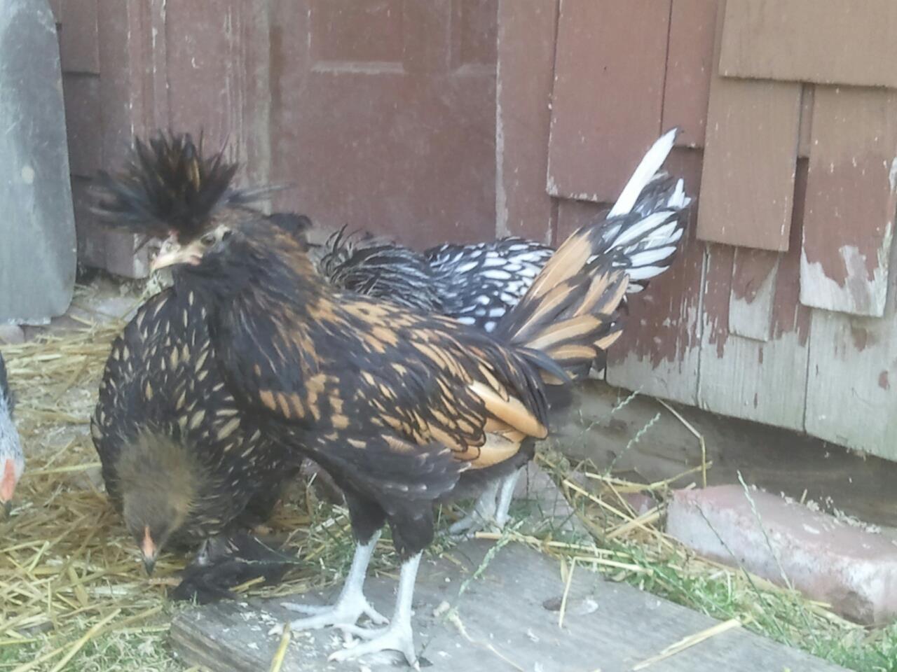 cochin and polish about 8 weeks