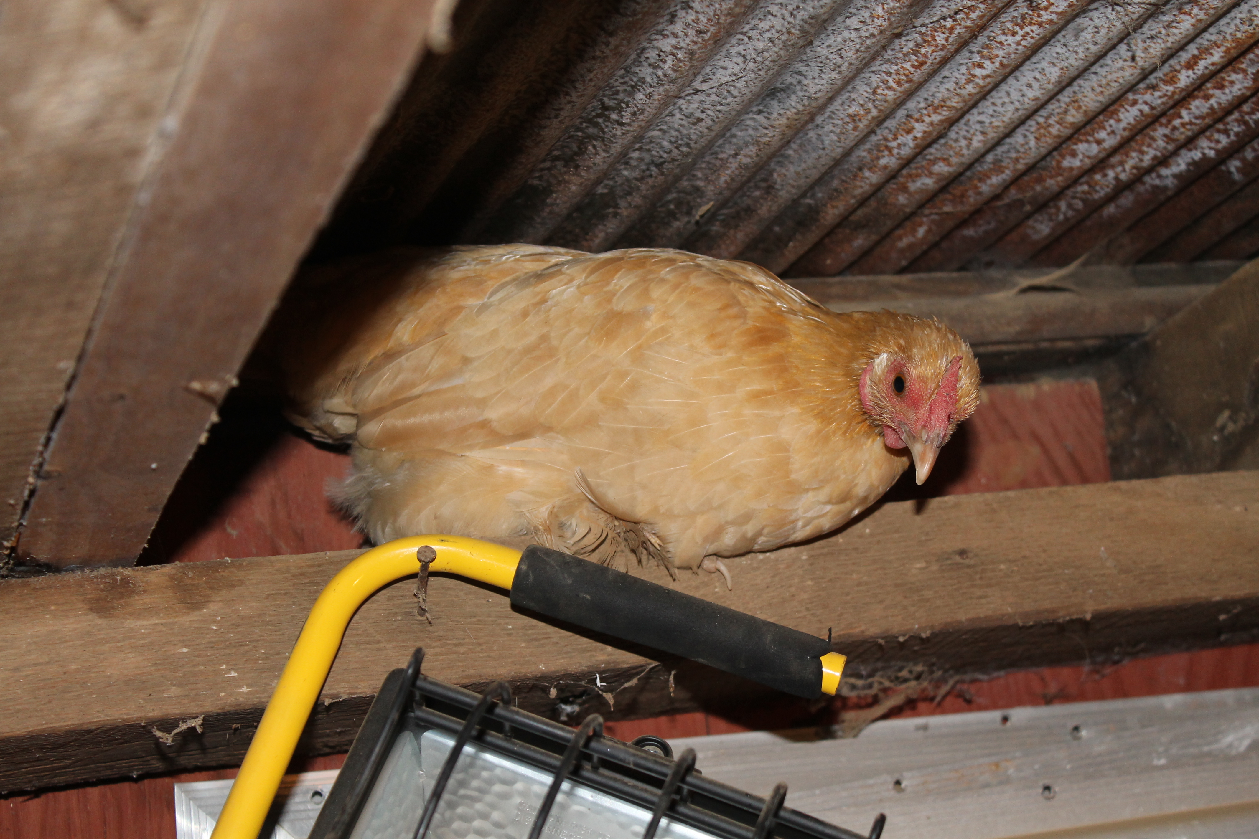 Cochin Bantam - Blondie