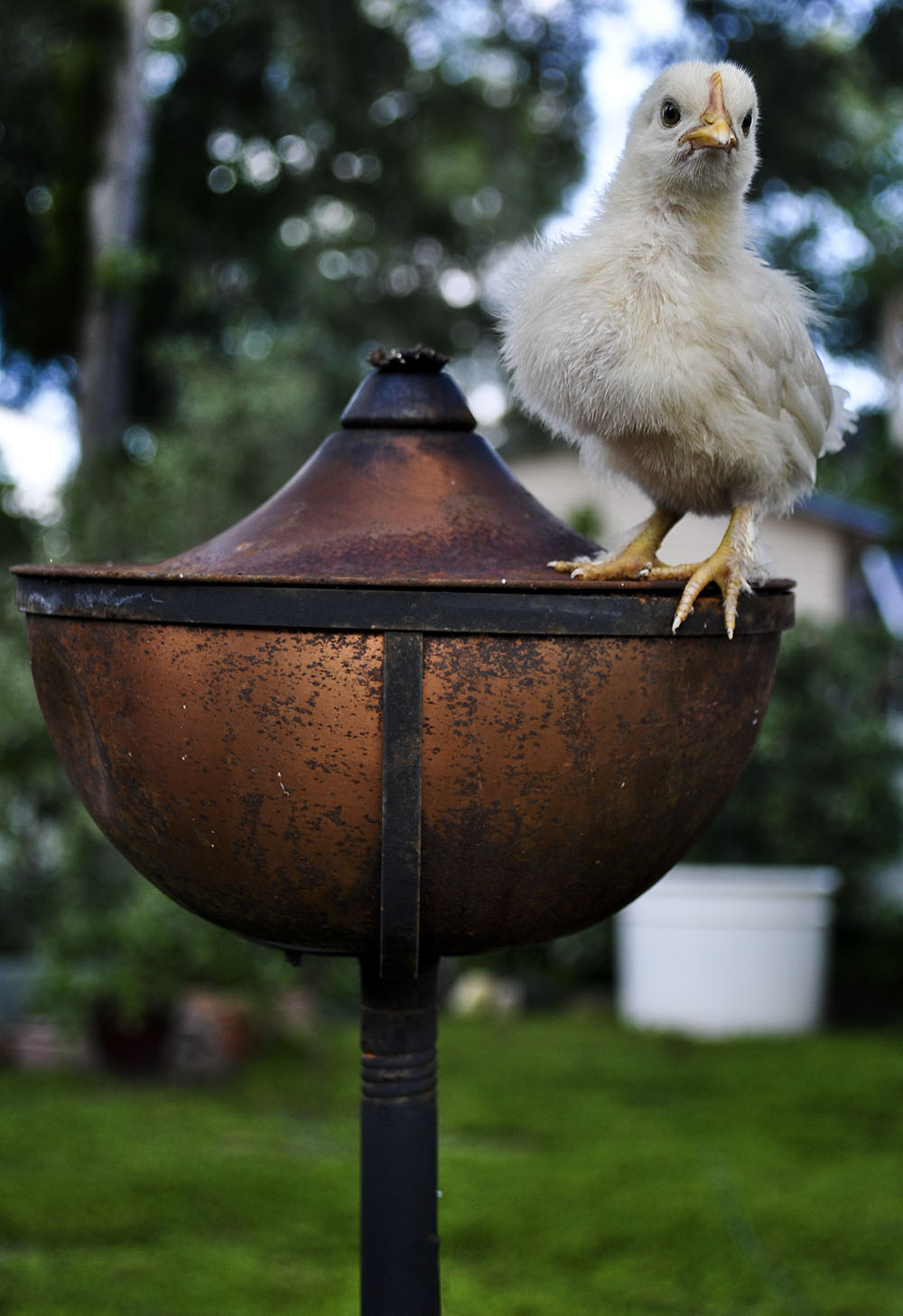 Cochin Bantam Chick checking out the View