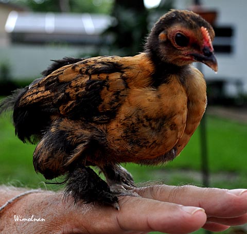 Cochin Bantam Chick Wondering what its all about.