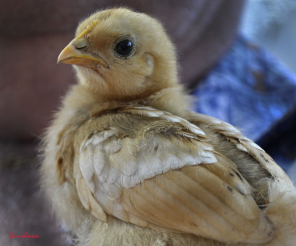 Cochin Bantam Chick