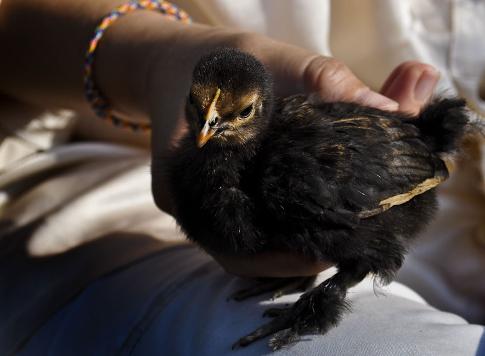 Cochin Bantam Chick